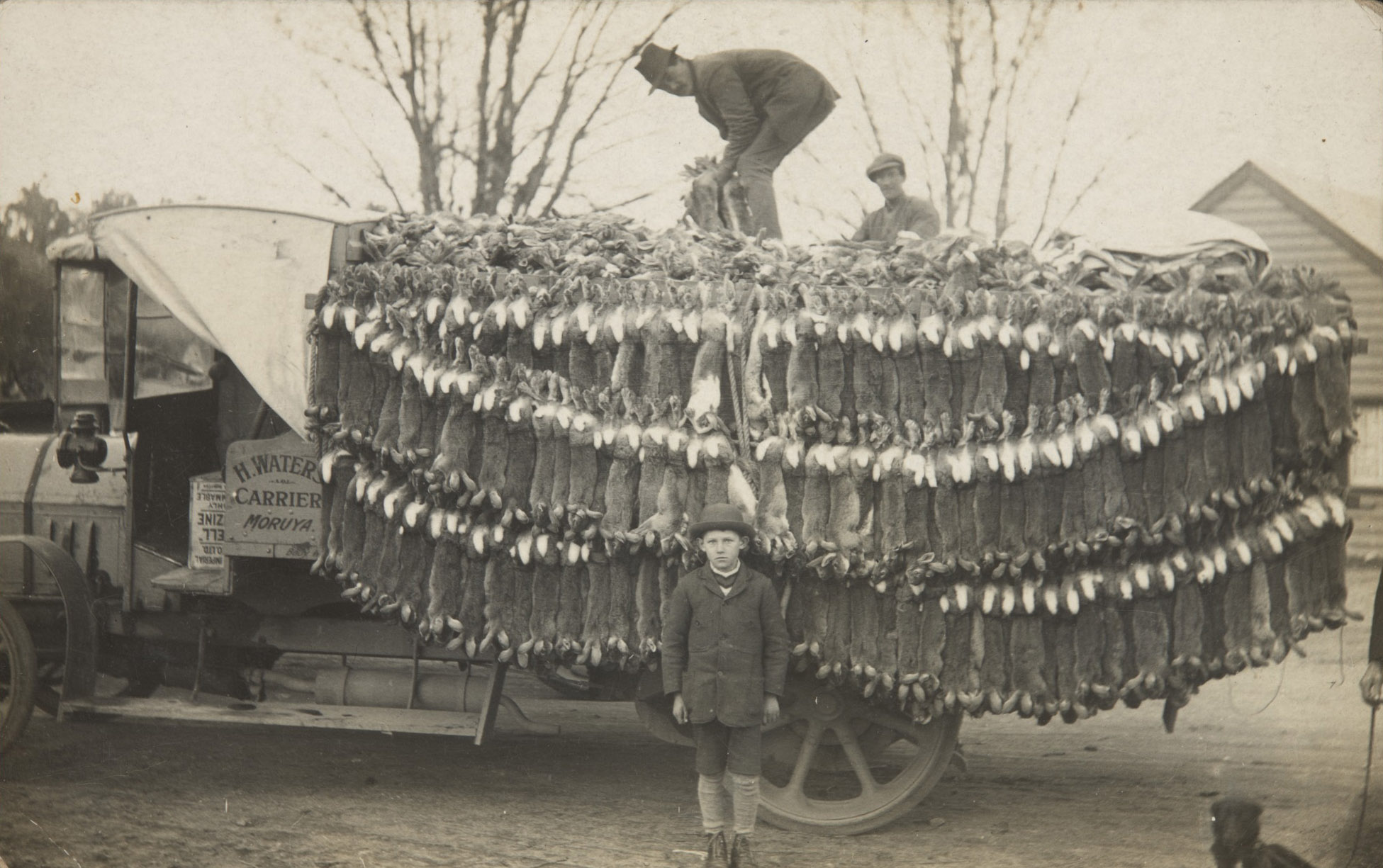 <p>Lorry load of rabbits, Braidwood, NSW, photographed by Paul C. Nomchong</p>
