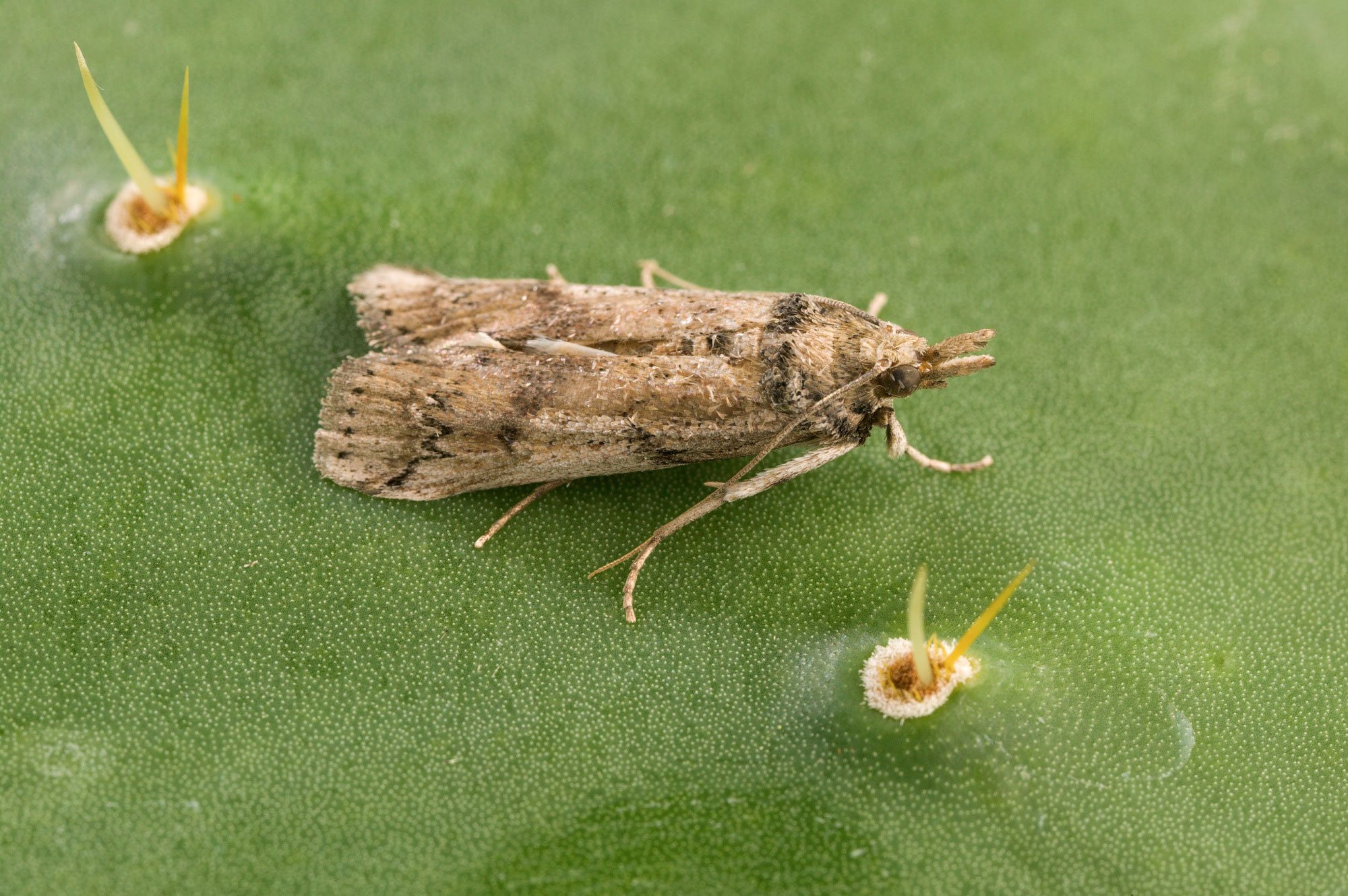 <p>Cactoblastis cactorum, female moth</p>
