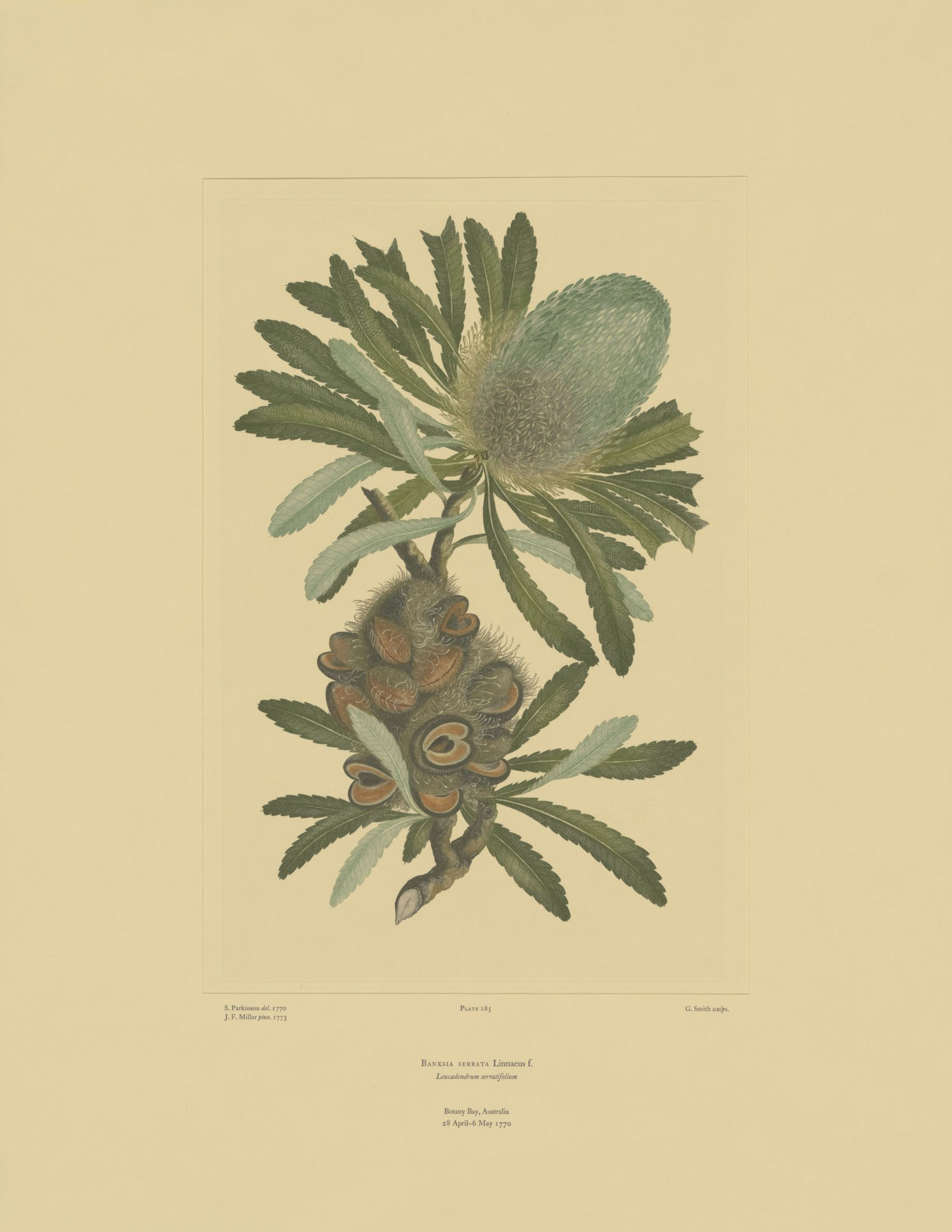 ‘Banksia serrata’ from Joseph Banks’ Florilegium.
