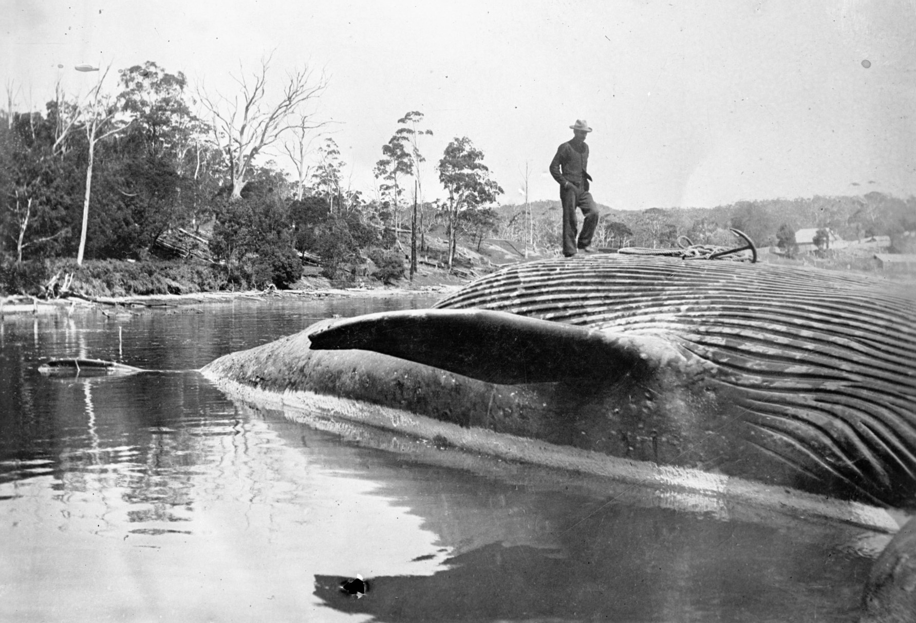 A man on a dead whale, Twofold Bay, New South Wales