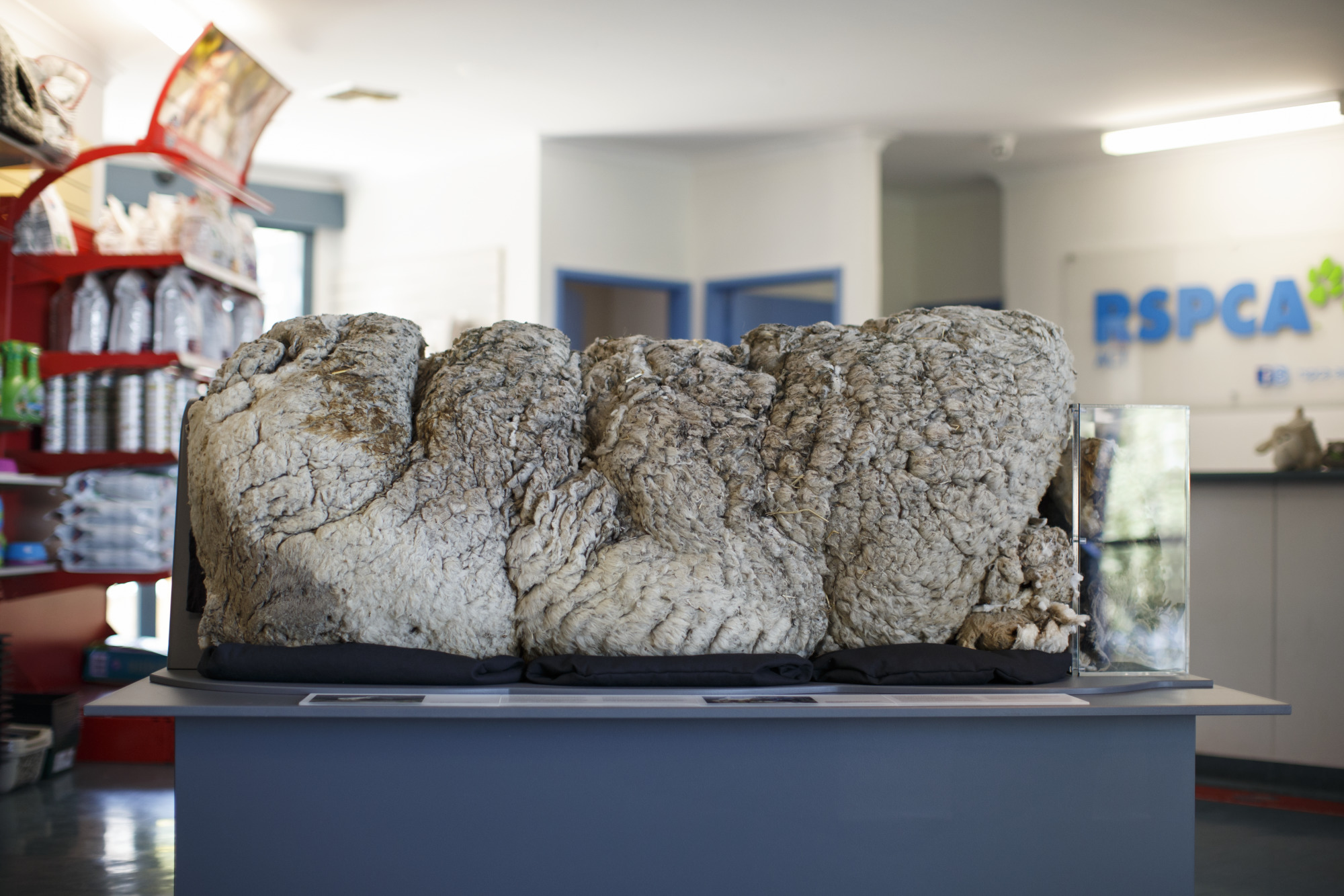 Fleece from ‘Chris the Sheep’.