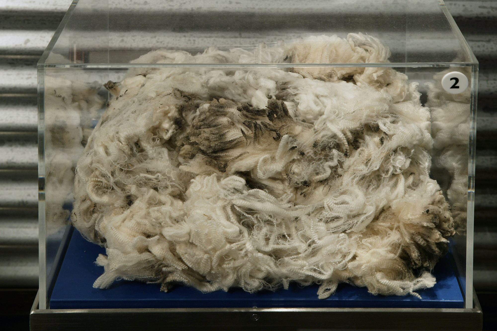 Superfine wool from the Macarthur merino flock, Camden Park, Sydney. 