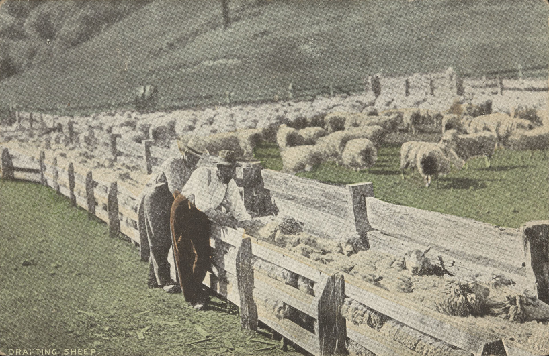 Postcard with a photograph of sheep being drafted. 