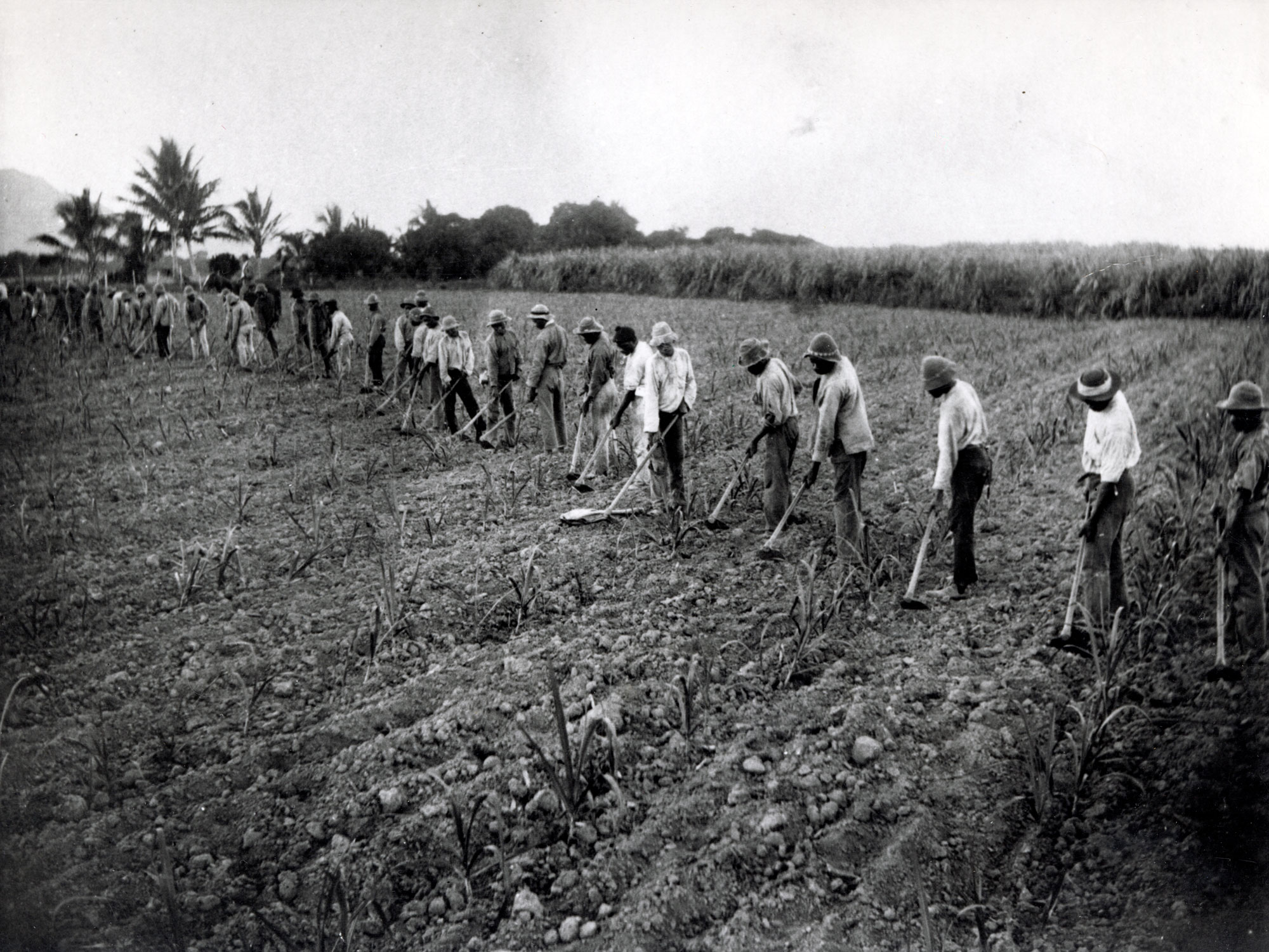 Australian South Sea Islanders hoeing a cane field in the Herbert River region, Queensland, 1902