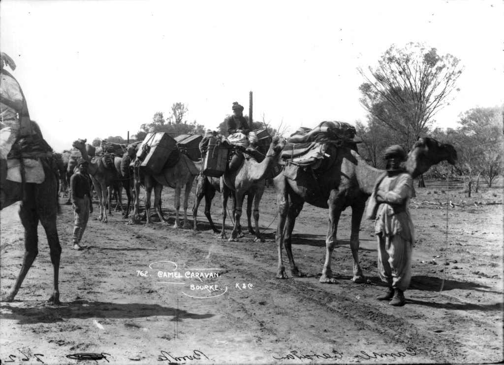 Camel caravan in Bourke, New South Wales, taken about 1900.