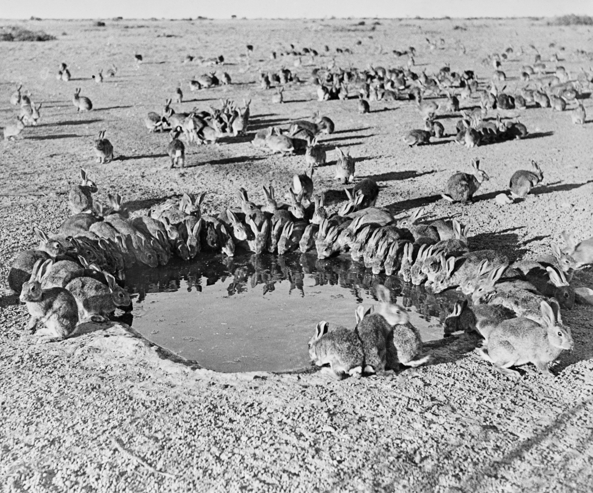 Rabbits around a waterhole during myxomatosis trials at Wardang Island, South Australia.