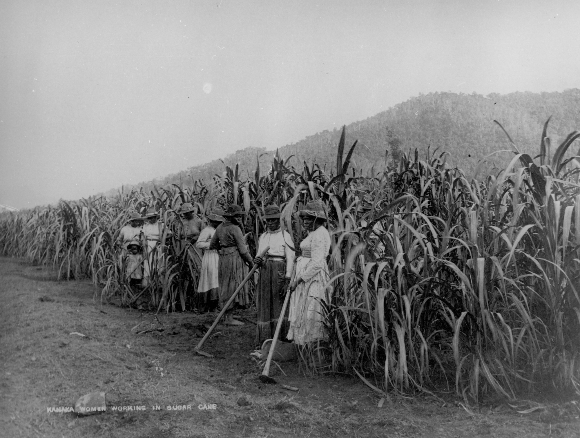 South Sea Islander women working on a sugar cane plantation at Hambledon, Queensland, about 1891