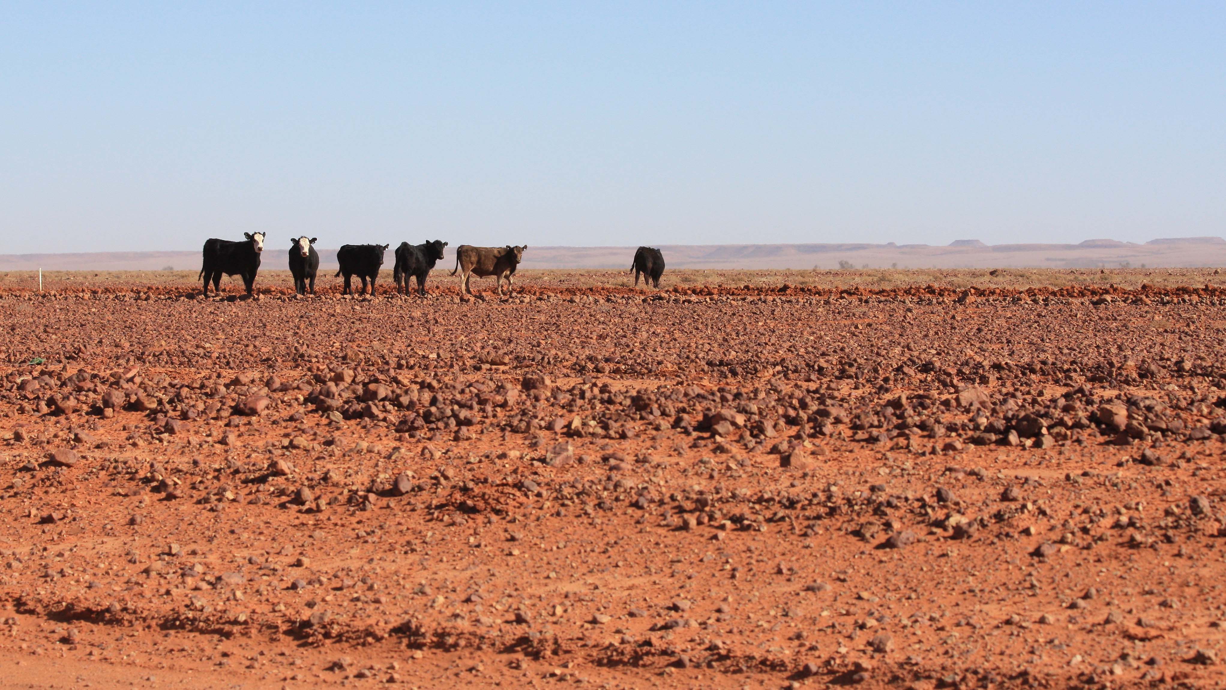 Cattle grazing on the parched Diamantina floodplain, 2009. 