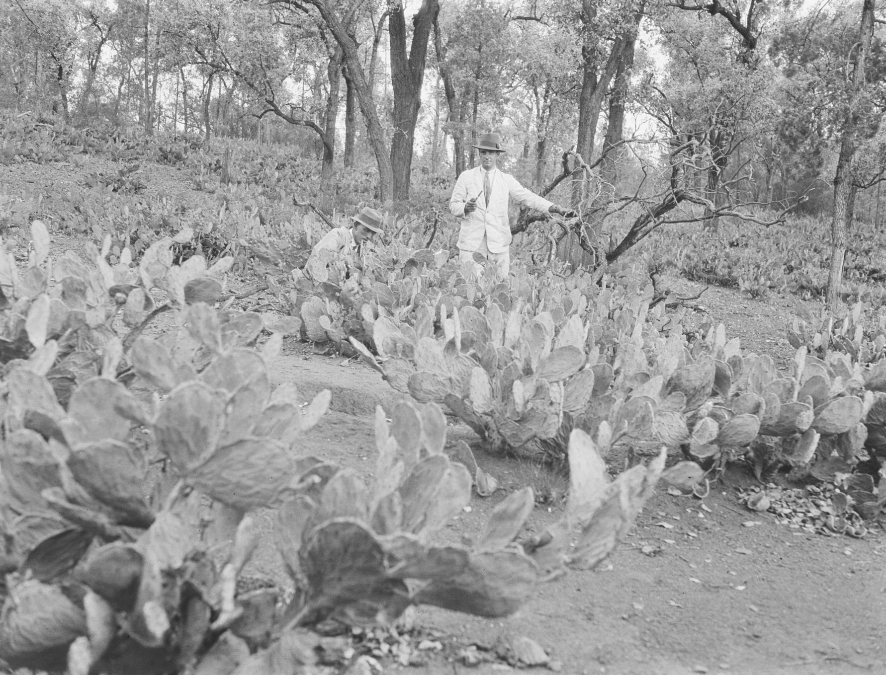 Explorer and author Michael Terry standing in a patch of prickly pear.