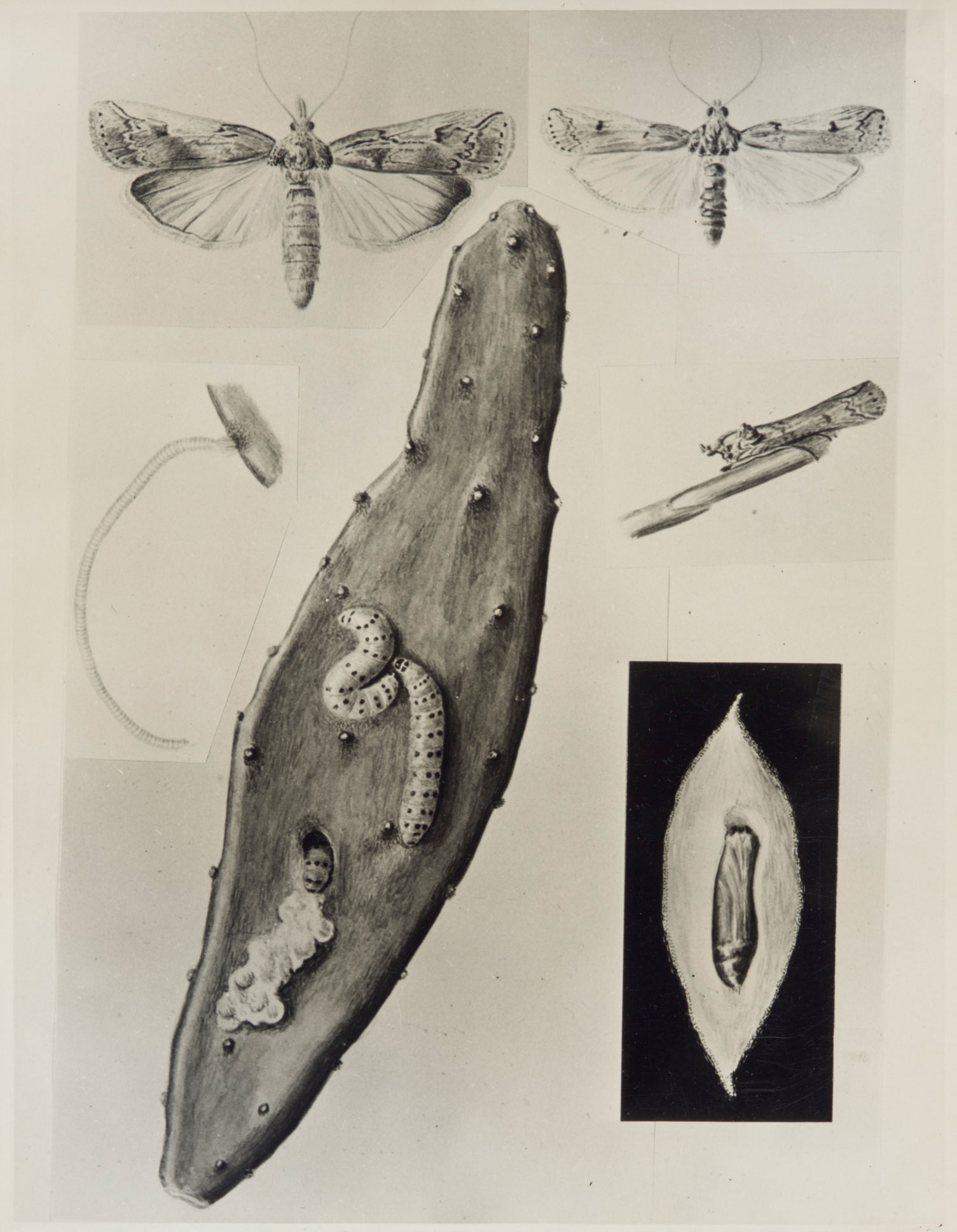 Drawings of the Cactoblastis moth and its larvae.