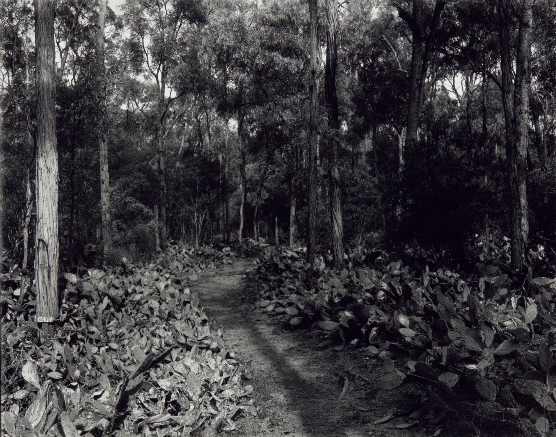 An old roadway bordered by dense prickly pear, showing some evidence of attack by insects, May 1928.
