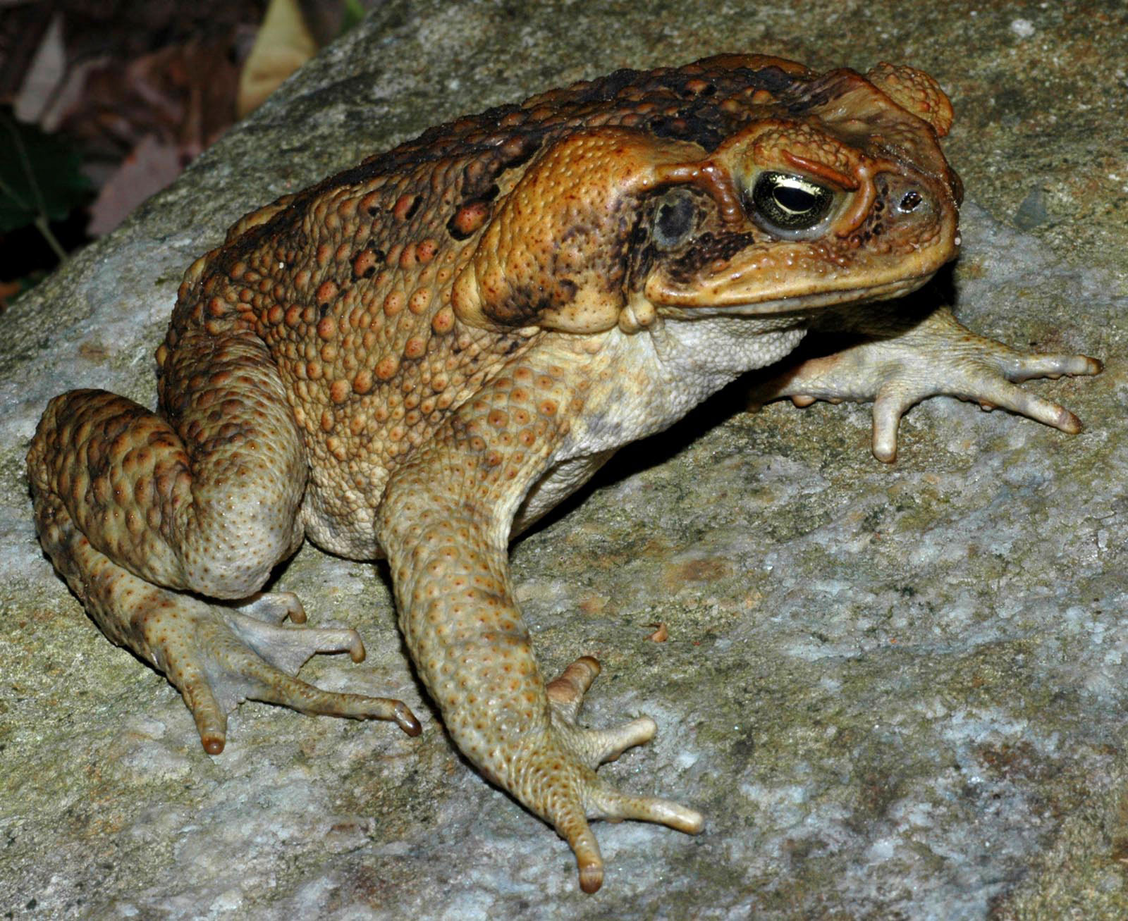 Cane toad, Springbrook National Park, Queensland.