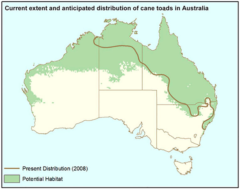 The distribution of cane toads in Australia.