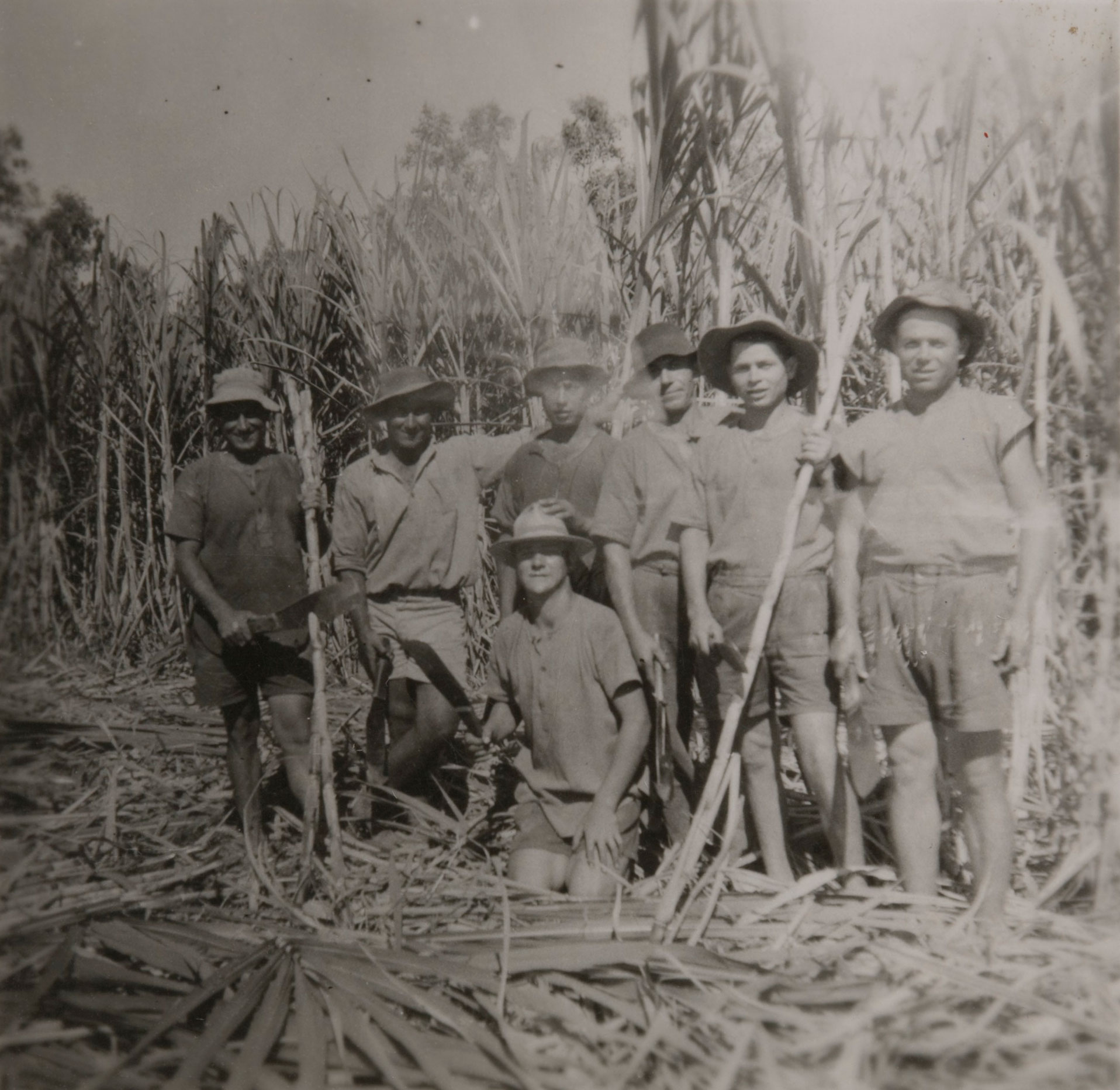 Seven cane cutters in a field.