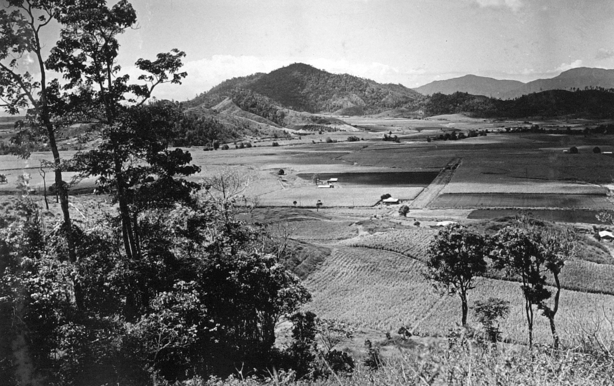 Cane fields at Jungara, south of Cairns, Queensland, 1935.