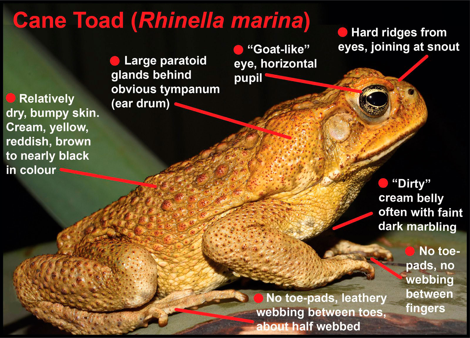 Cane toad.