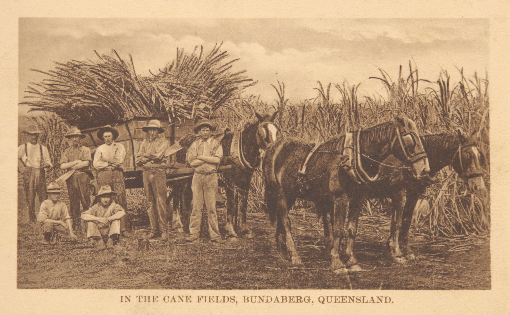 Photographic postcard, ‘In the Cane Fields, Bundaberg, Queensland’, about 1914.