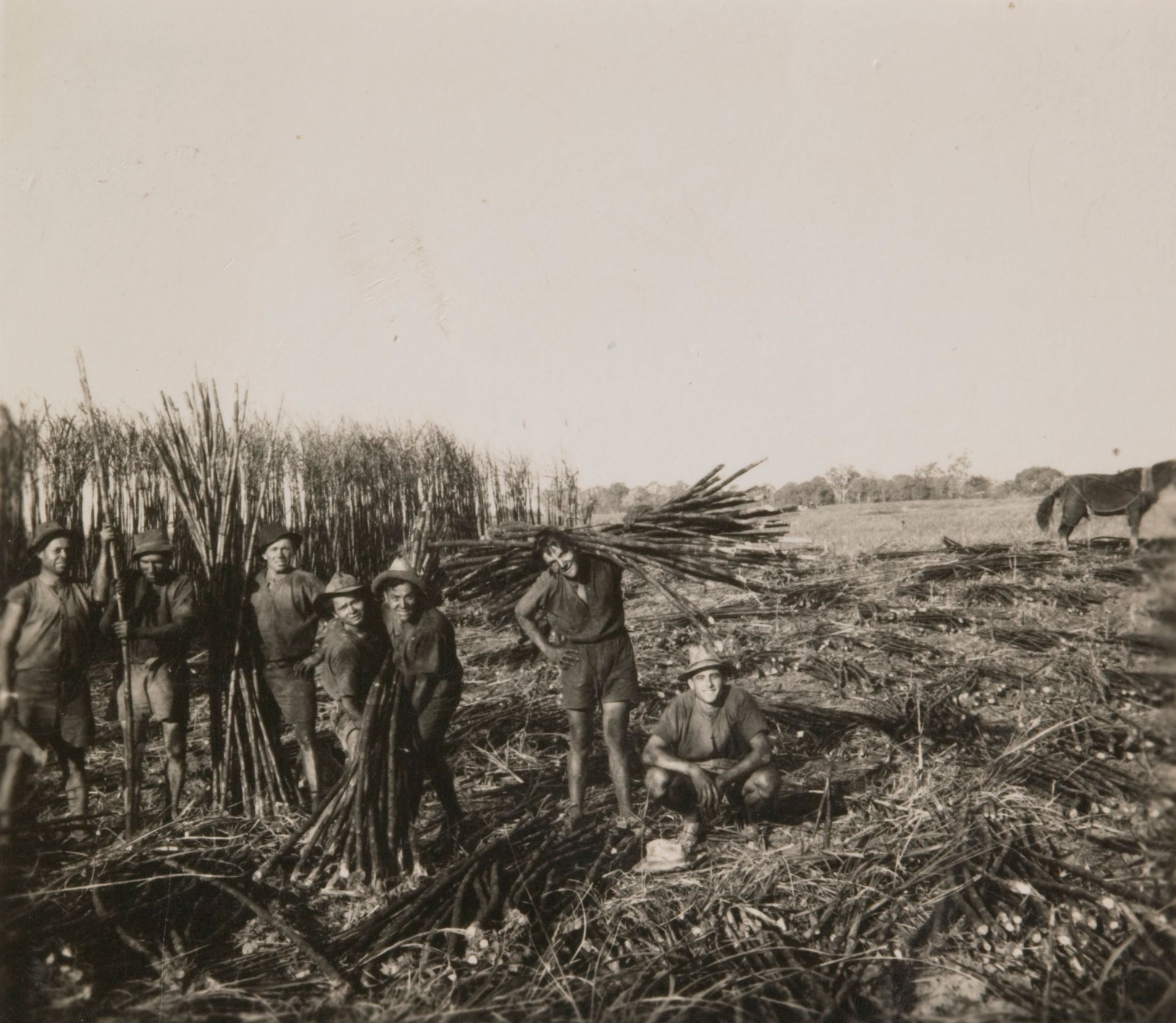 Cane cutters in a sugar cane field.