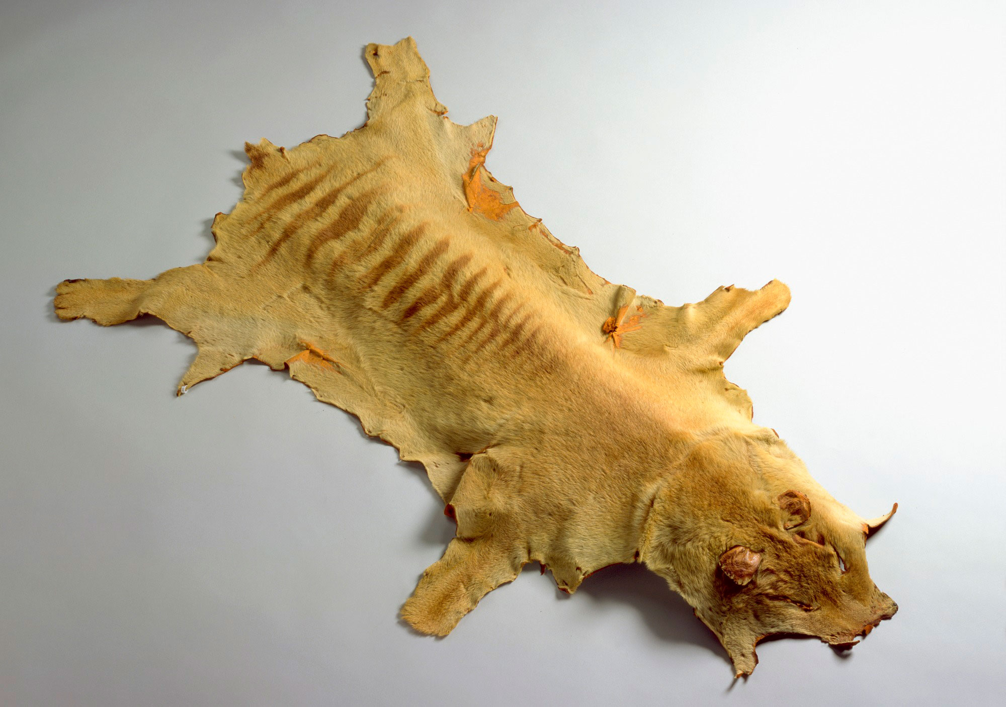 Pelt of a thylacine, which was shot in the Pieman River area of Tasmania in 1930.