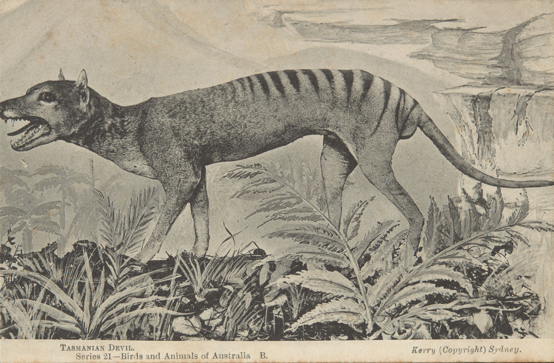 Extinction Of Thylacine | Australia’s Defining Moments Digital ...