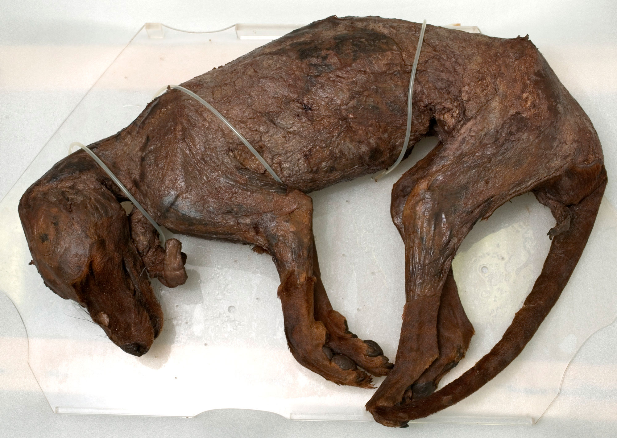 Preserved wet specimen of a whole skinned thylacine.