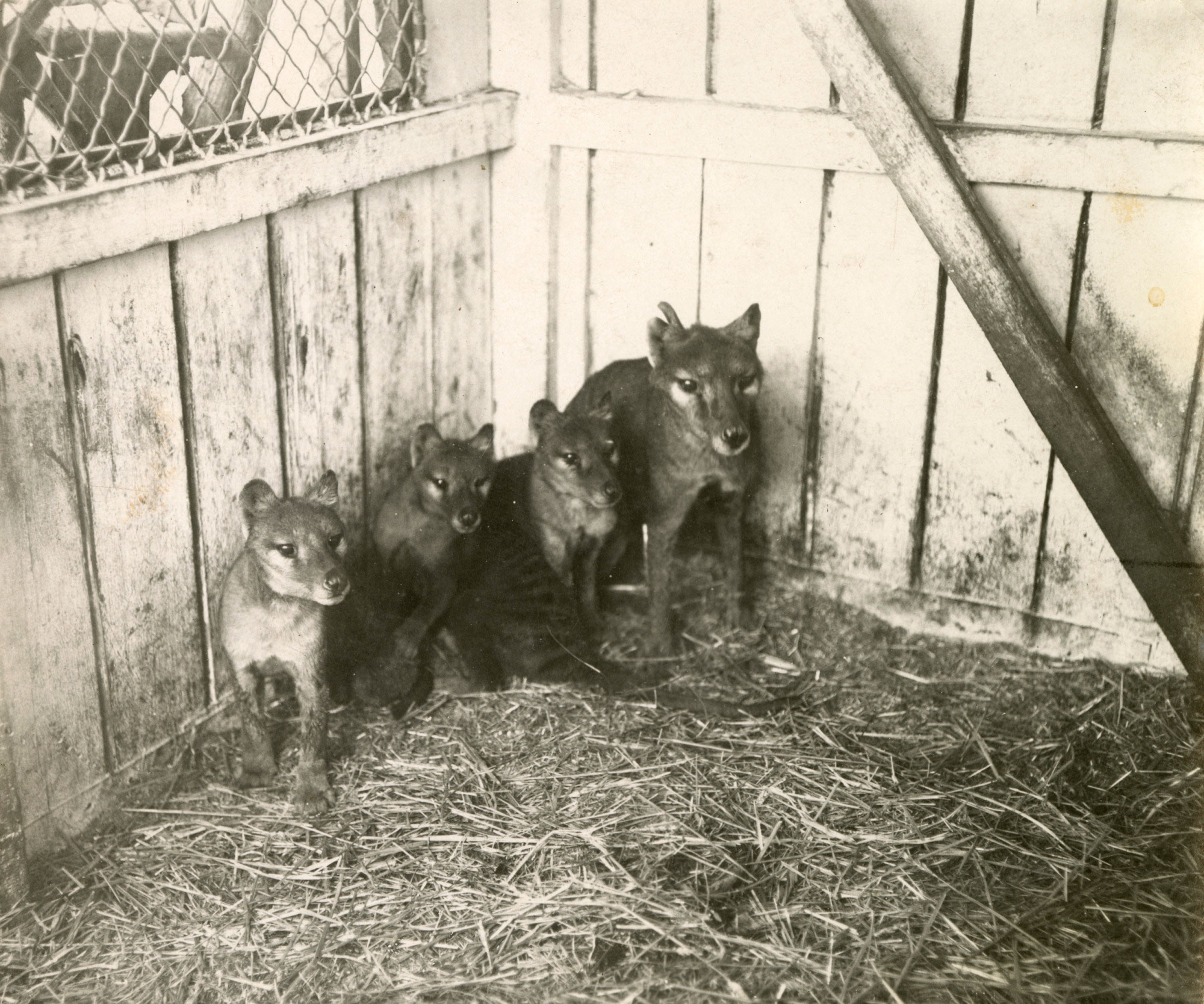 Thylacine with three cubs, Hobart Zoo, 1909.