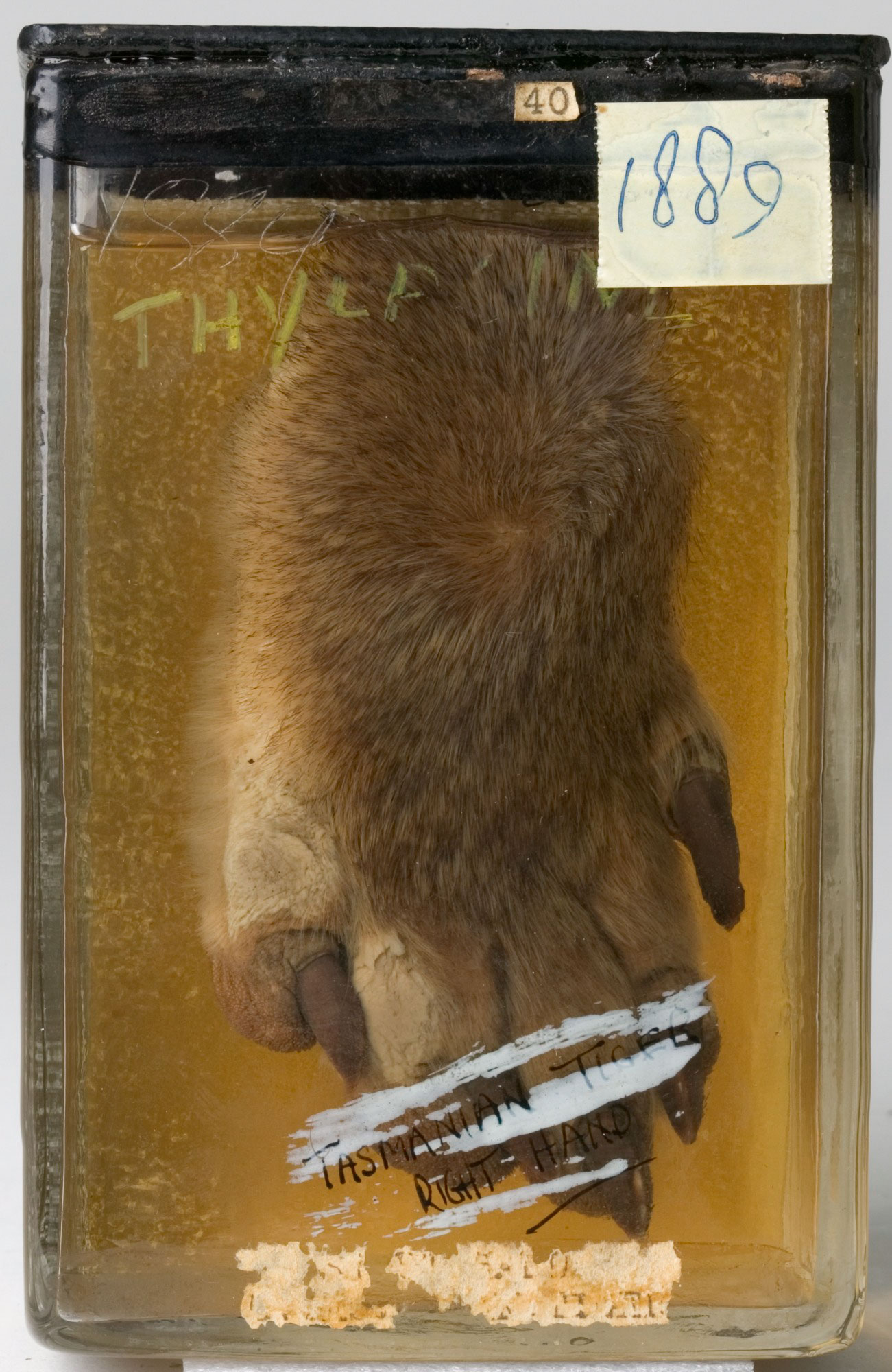 Wet specimen of a thylacine paw.
