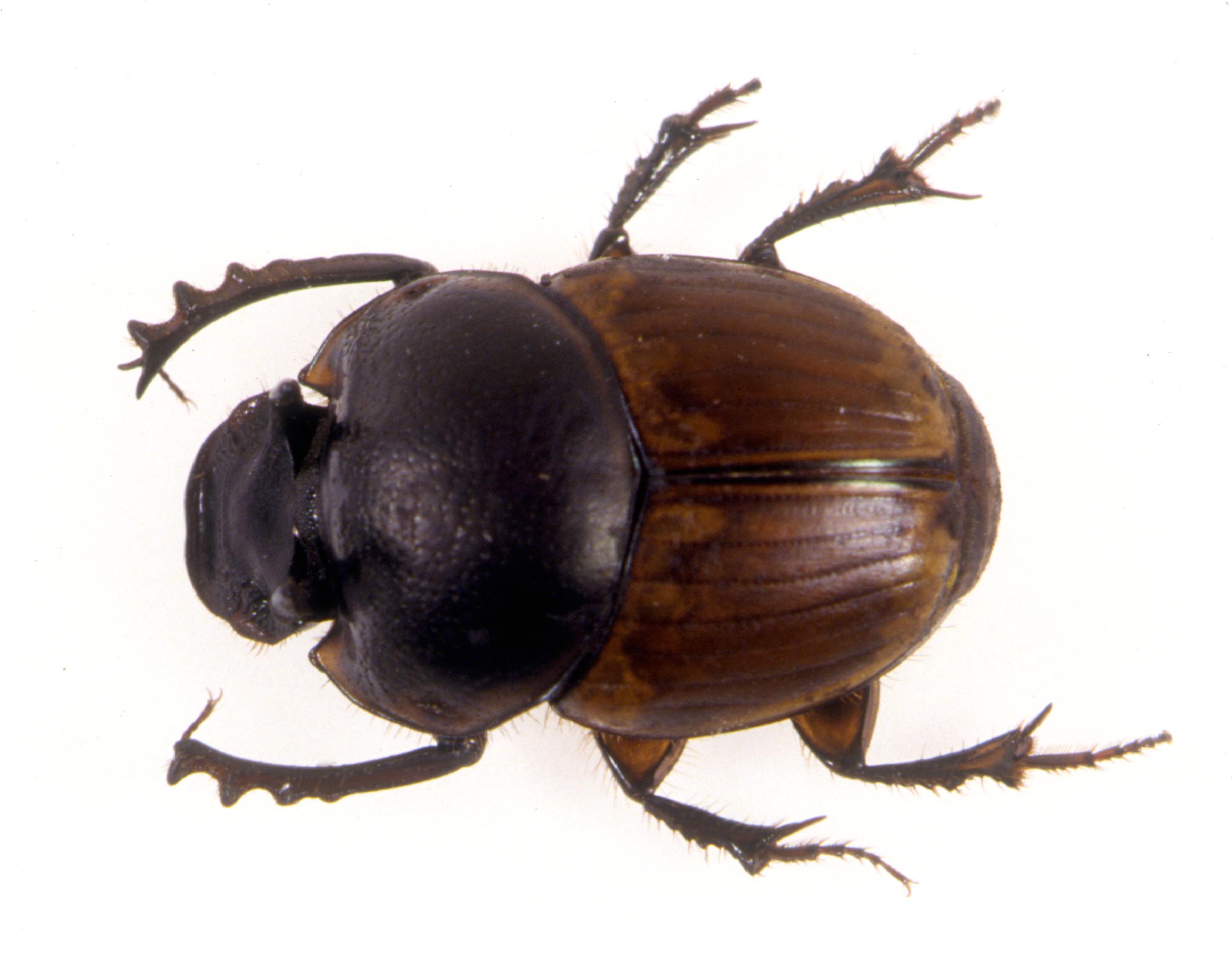 <p><em>Onthophagus Gazella</em>, one of the four species of dung beetles successfully introduced to Australia in 1968</p>
