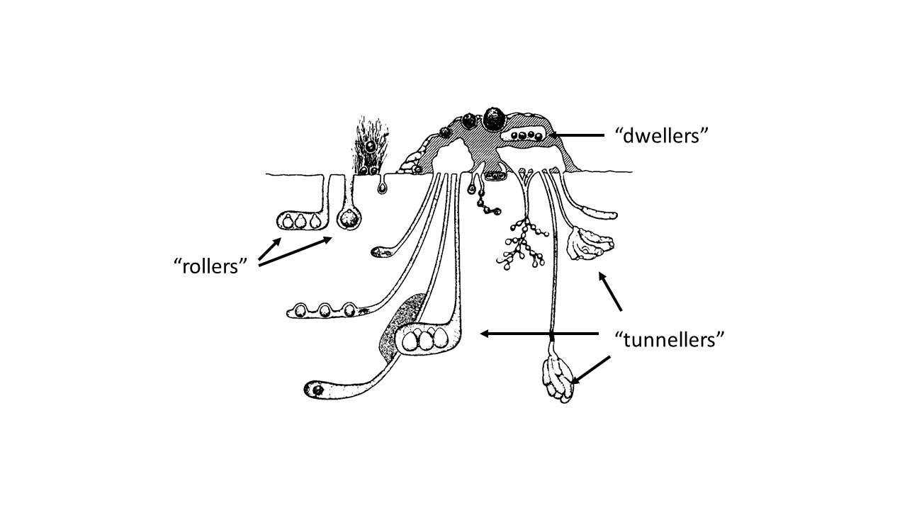 Diagram of a dung beetle nest. Kevin Floate, Agriculture and Agri-food Canada.