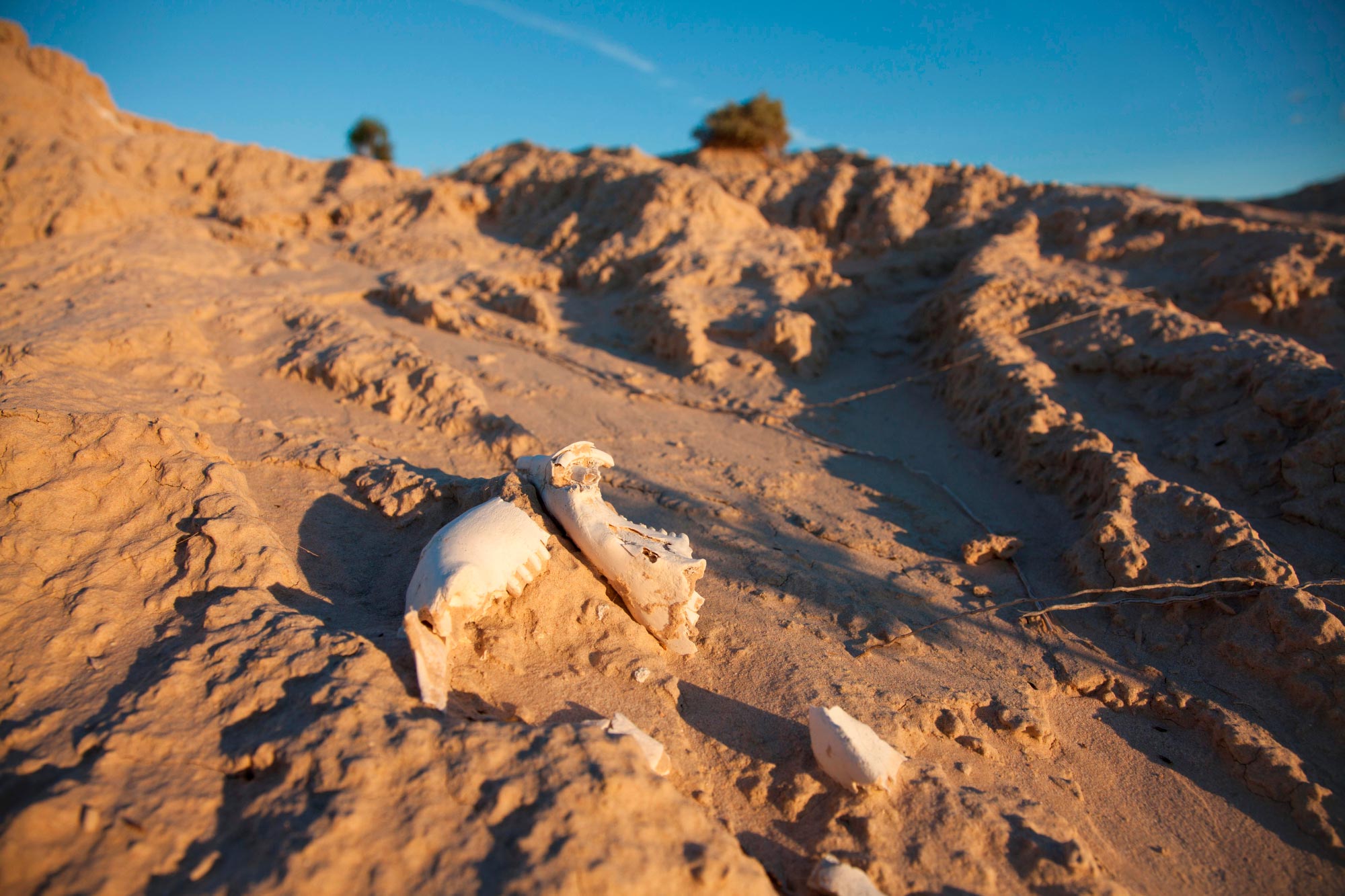 Animal bones emerging from the Lake Mungo lunette.