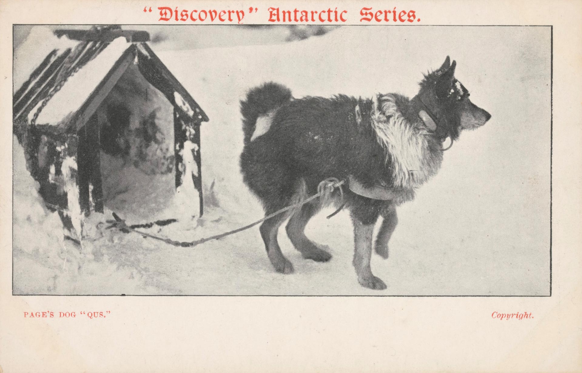 Postcard showing a dog named ‘Qus’, Antarctica, date unknown.