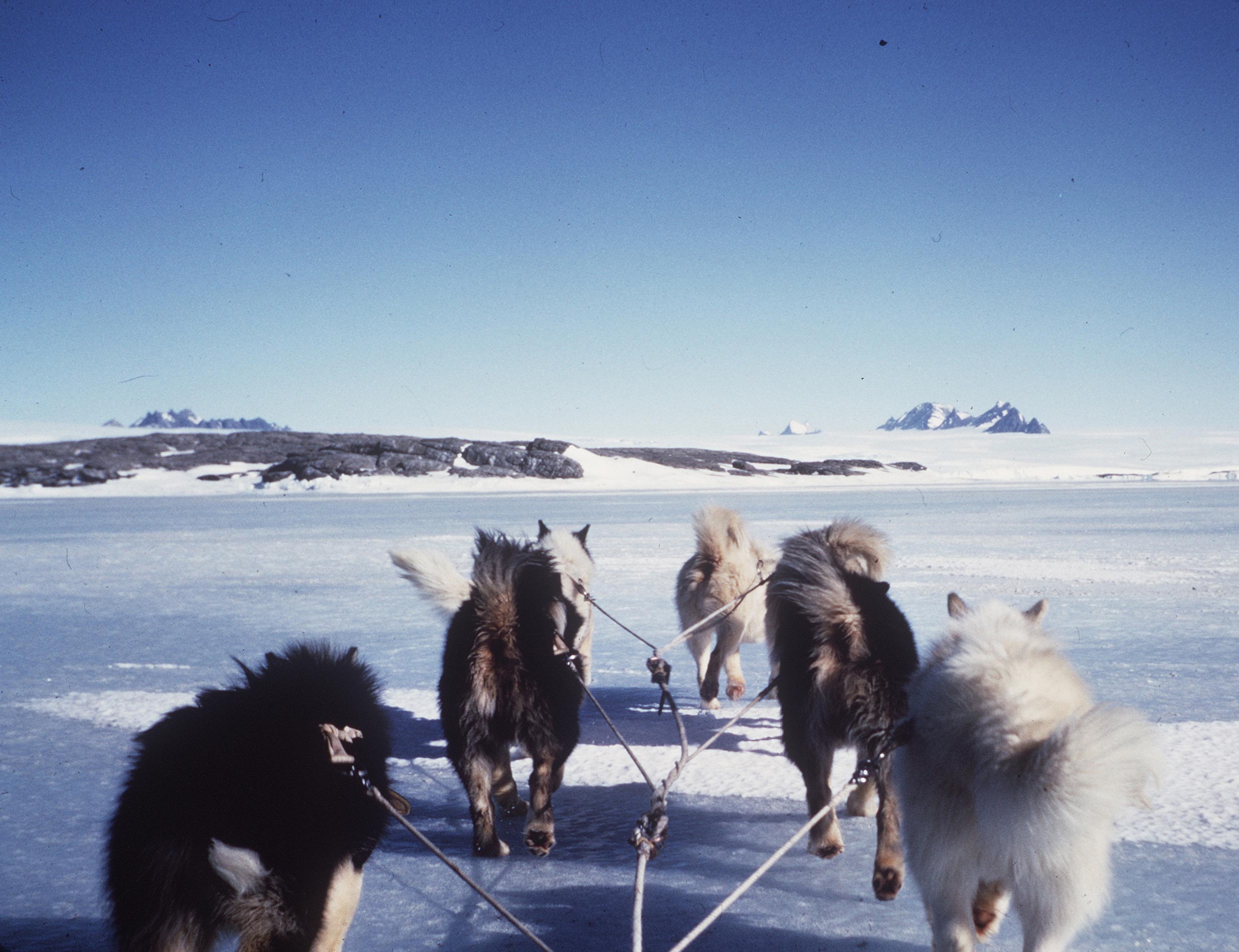 Huskies approaching Mawson station on the sea ice.