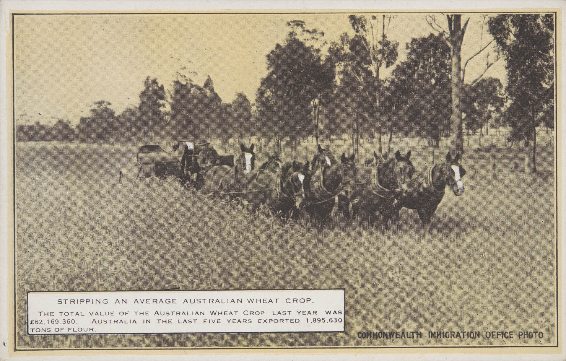 Wheat being stripped (a stripper was a type of harvesting machine used in Australia in the late 1800s and early 1900s).