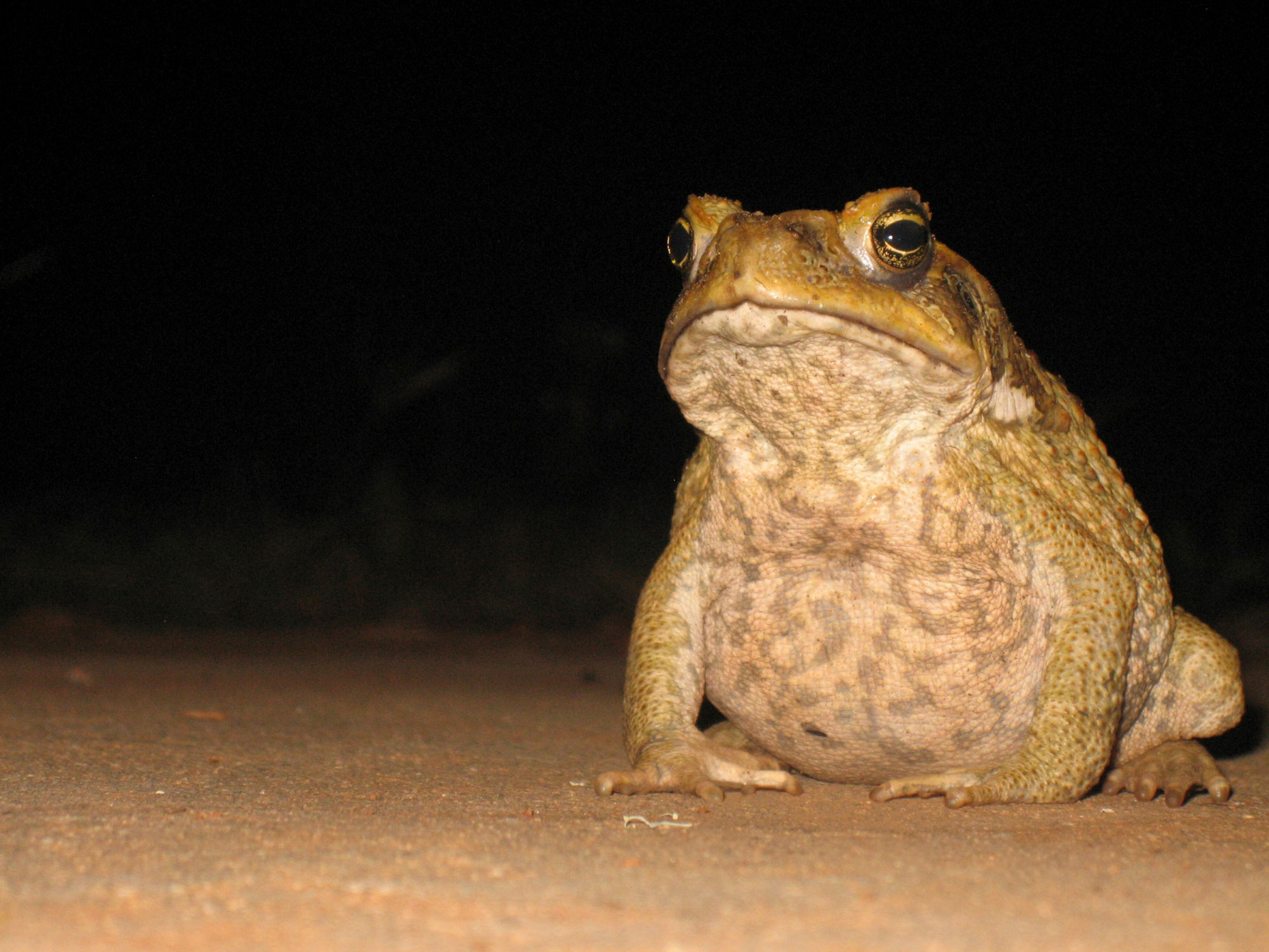 A cane toad in Litchfield National Park, Northern Territory.