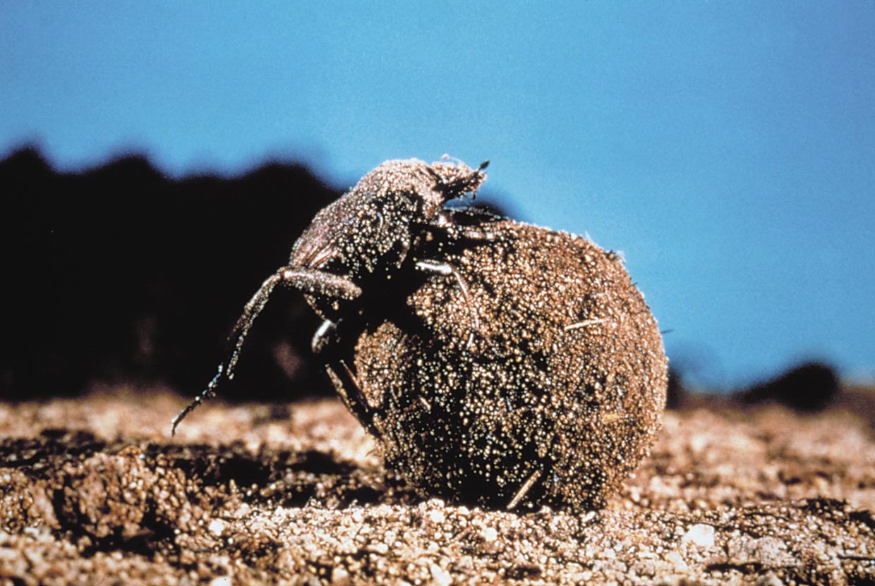 A member of the dung beetle family.