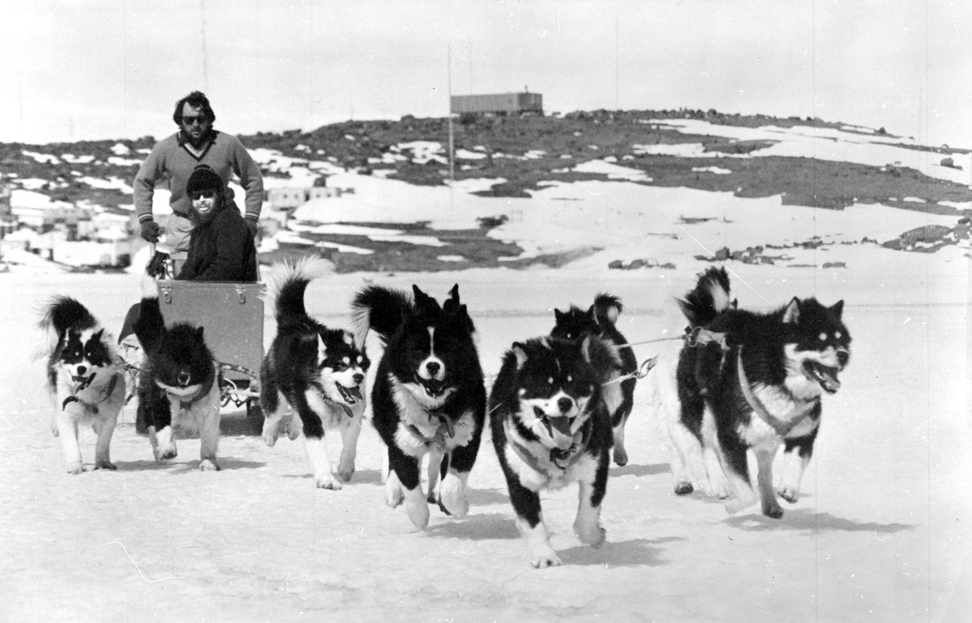 Willie Kulikowski driving the dog team called the ‘Kelly Gang’, Mawson station, 1975.