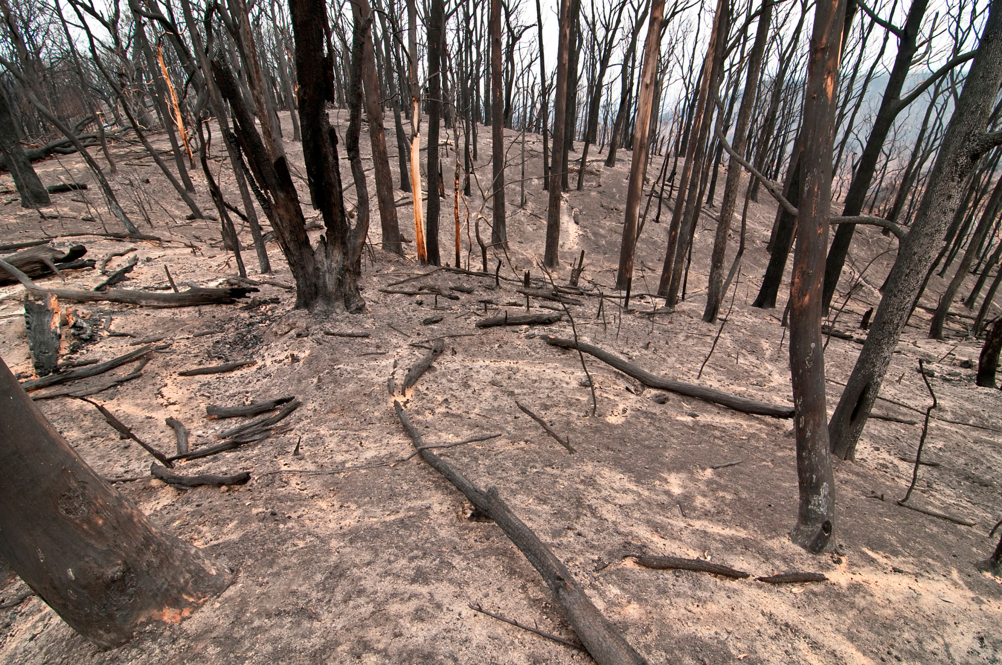 Kinglake National Park after the Black Saturday bushfires, 2009.