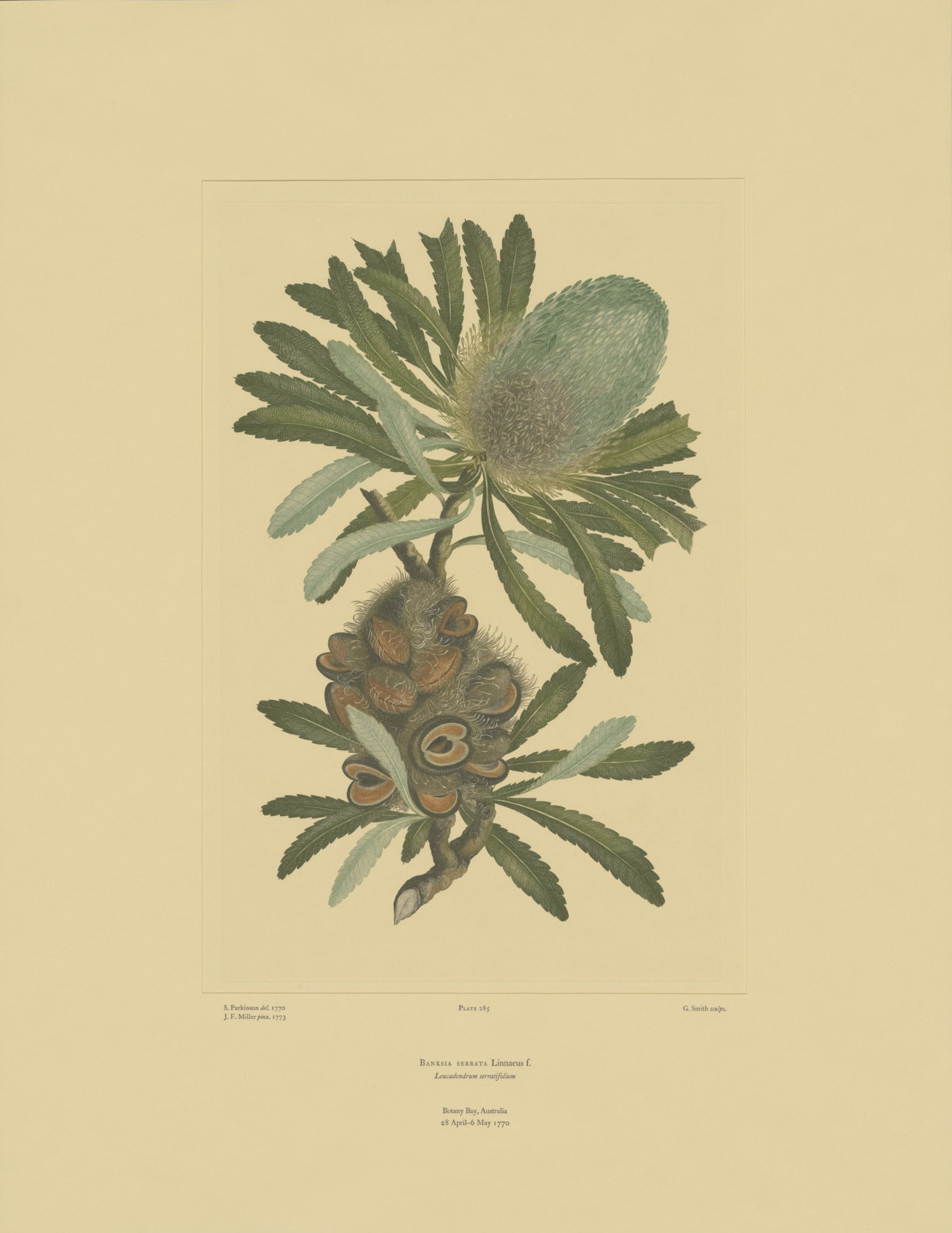 Banksia serrata’ from Joseph Banks’ Florilegium.