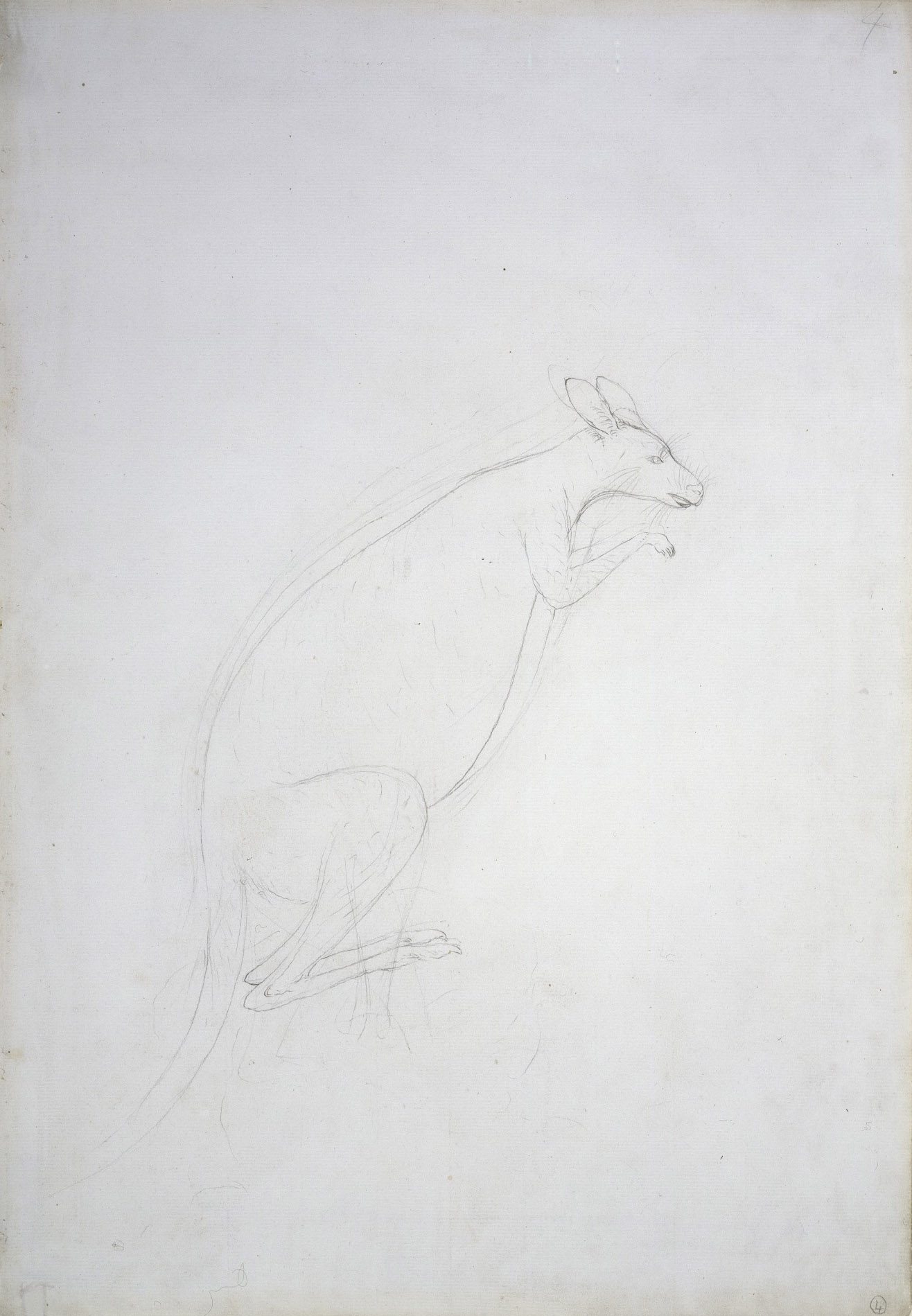 The first European drawing of a kangaroo, made by Sydney Parkinson at Endeavour River.