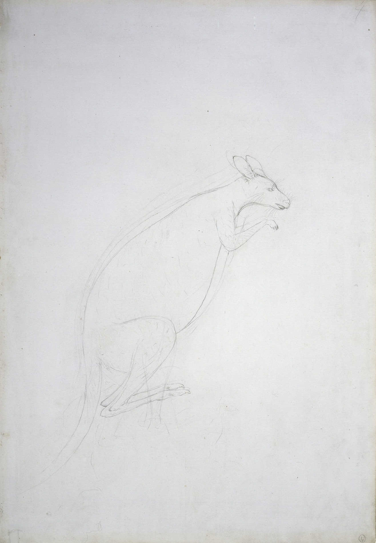 <p>The first European drawing of a kangaroo, made by Sydney Parkinson at Endeavour River</p>
