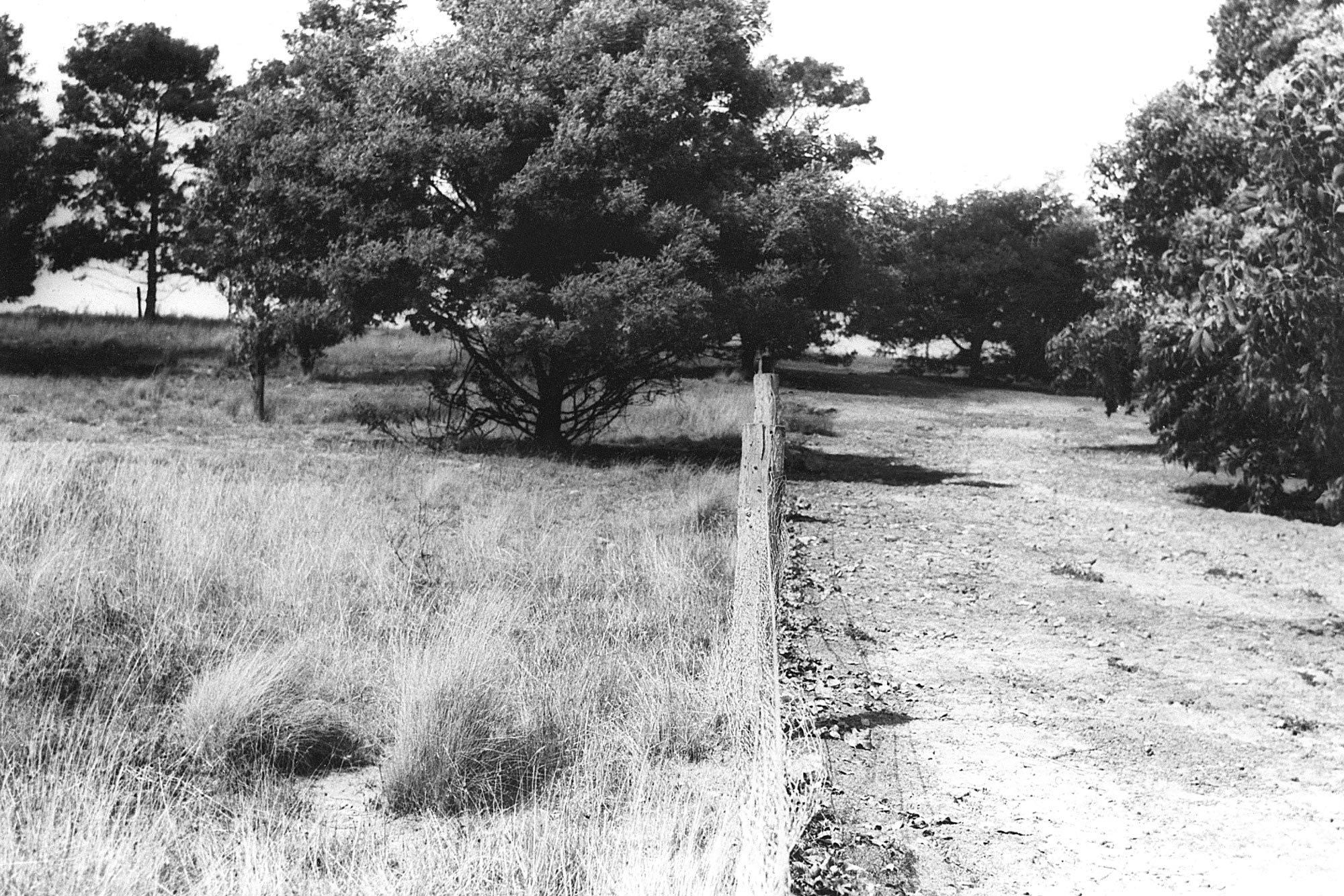 Rabbit proof fence divides pasture, Victoria, 1963.