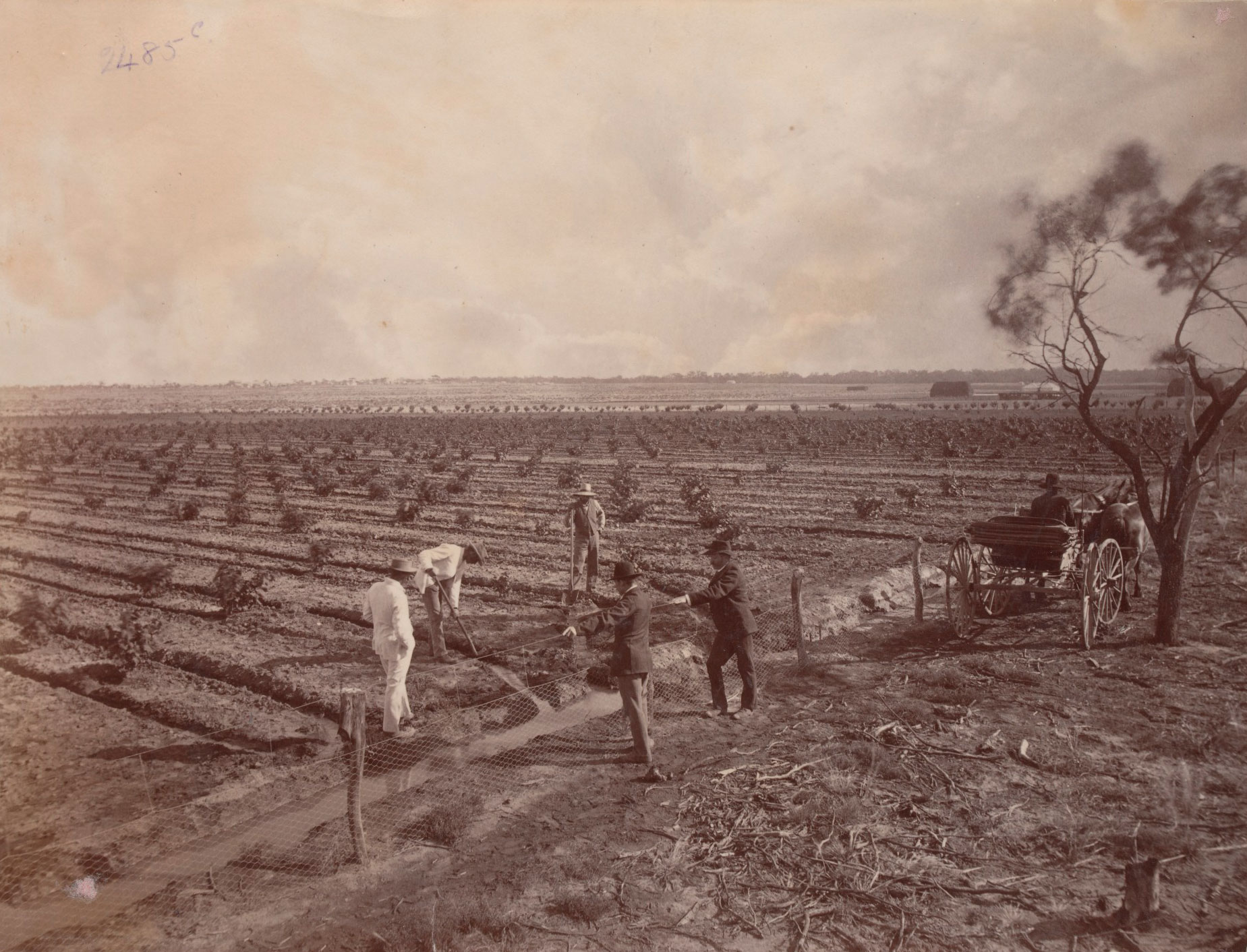 <p>Mildura orchards, 1890, by J.W. Lindt</p>