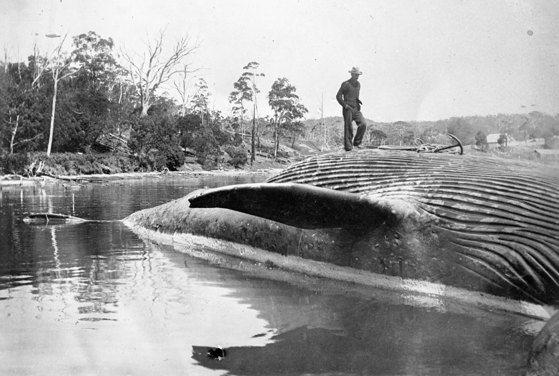 A man on a dead whale, Twofold Bay, New South Wales.