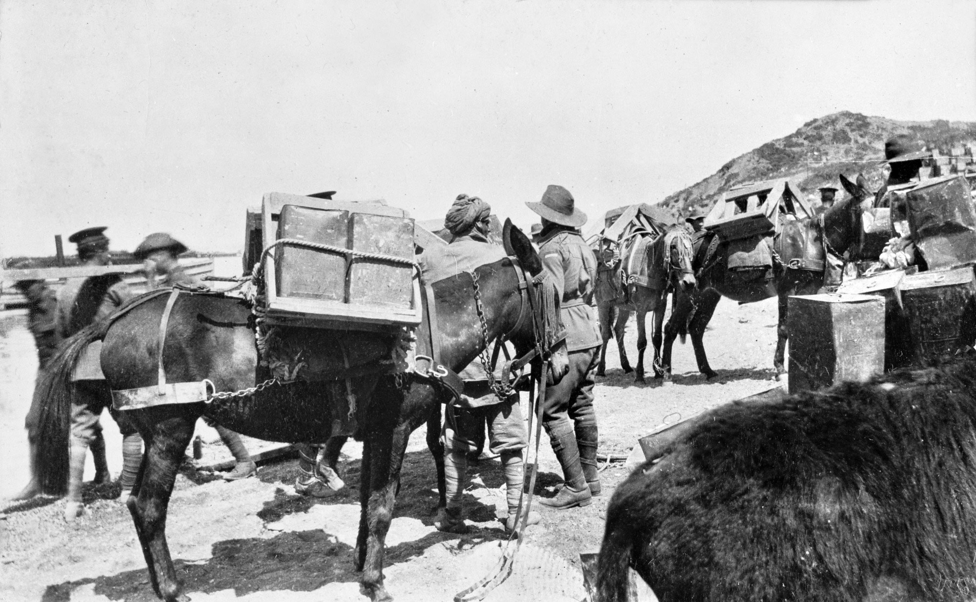 Australian soldiers load supplies onto mules, Gallipoli, 1915.