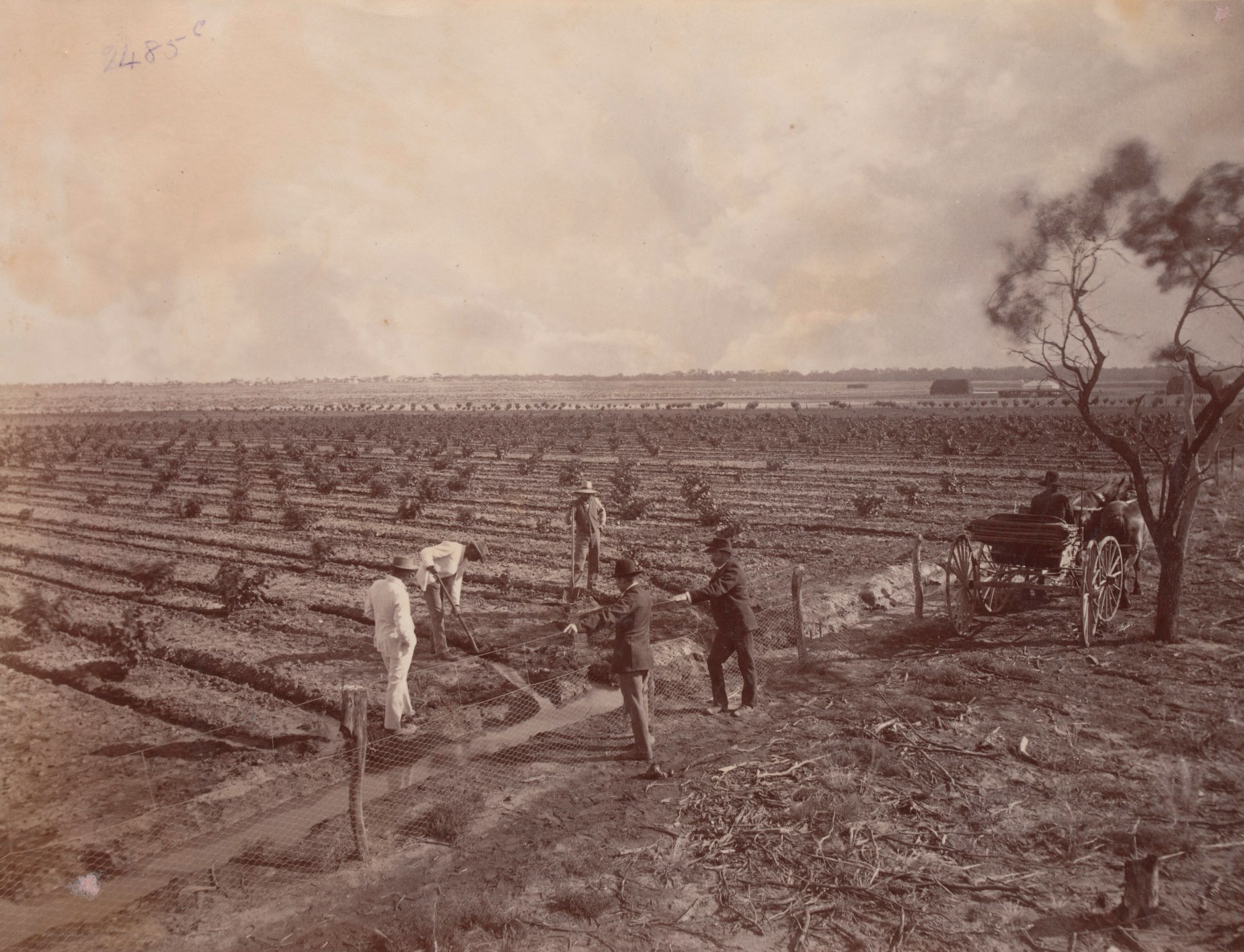 <p>Mildura orchards, 1890, by J.W. Lindt</p>