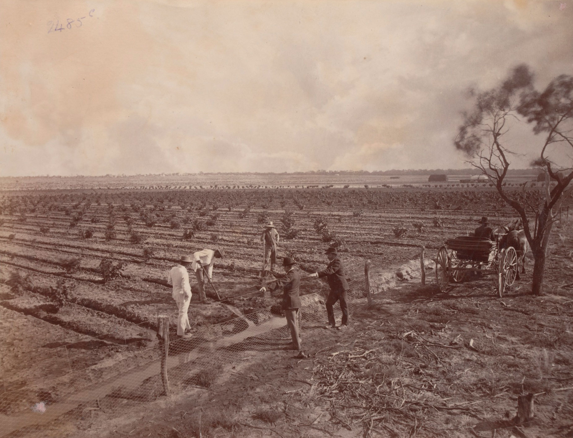 <p>Mildura orchards, 1890, by J.W. Lindt</p>
