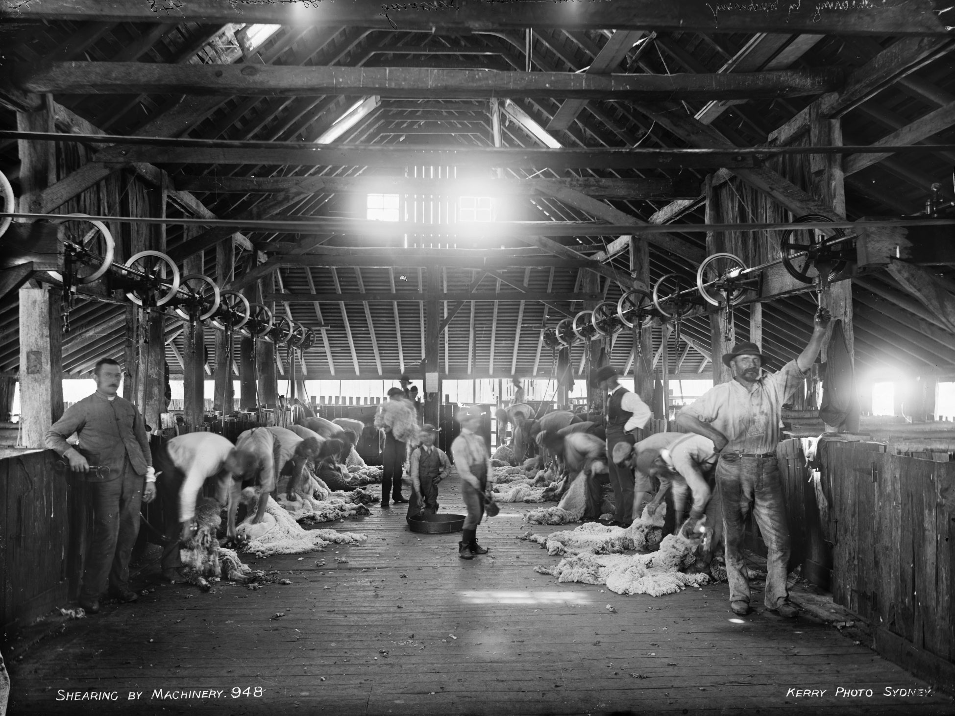 Shearing by machinery. Photograph taken between 1890 and 1917.