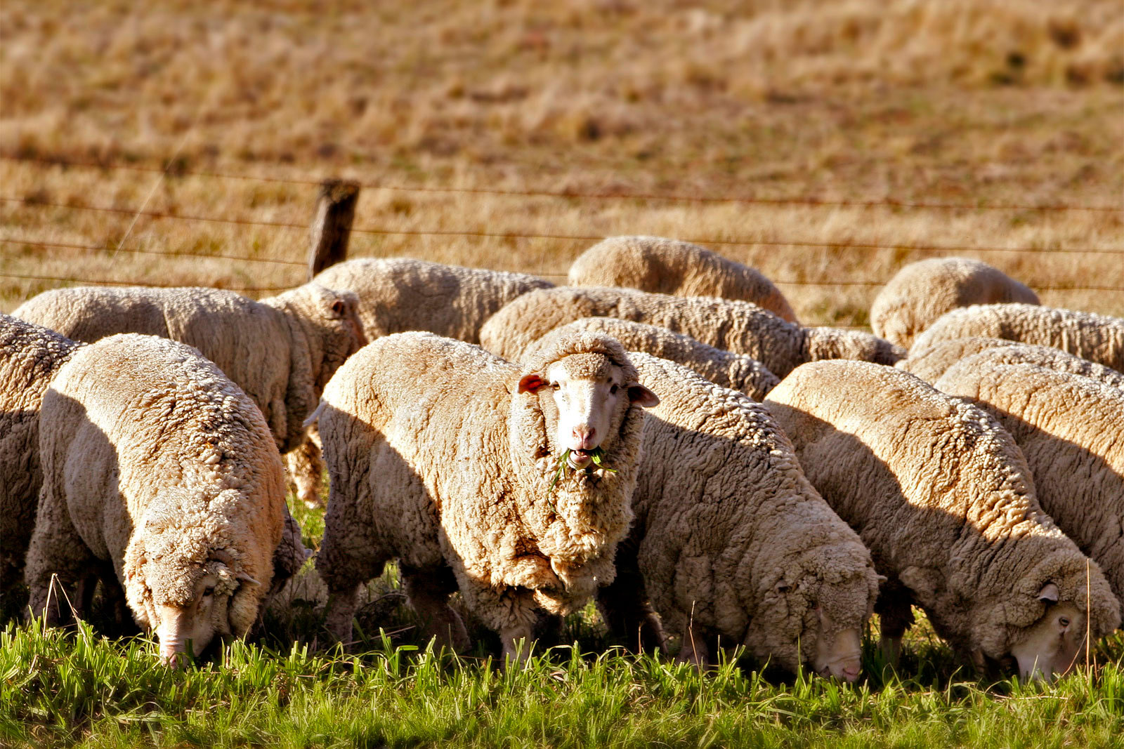 Merino sheep.