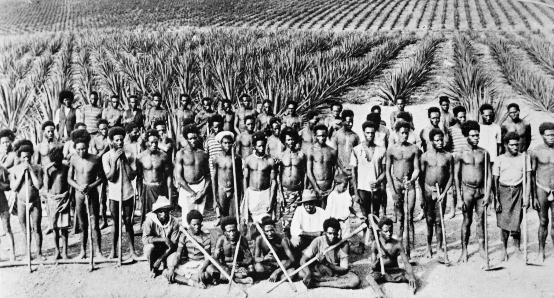 South Sea Islander labourers on a Queensland pineapple plantation.