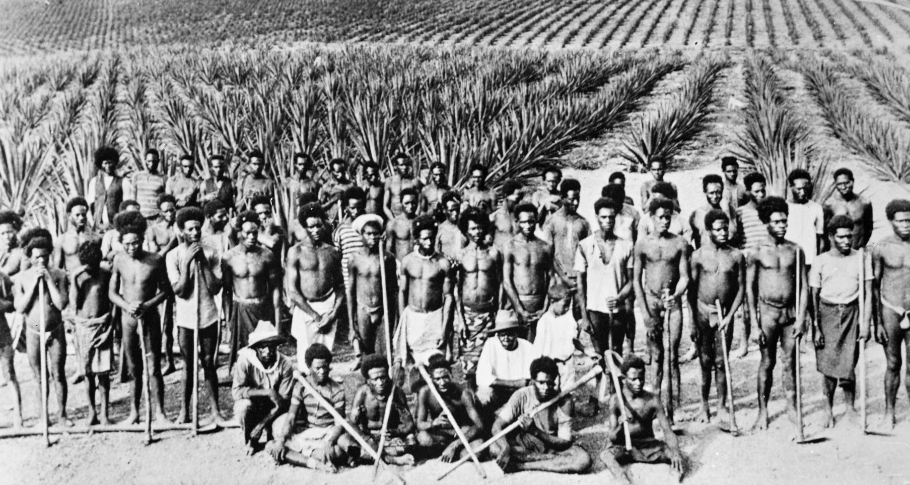 South Sea Islander labourers on a Queensland pineapple plantation.